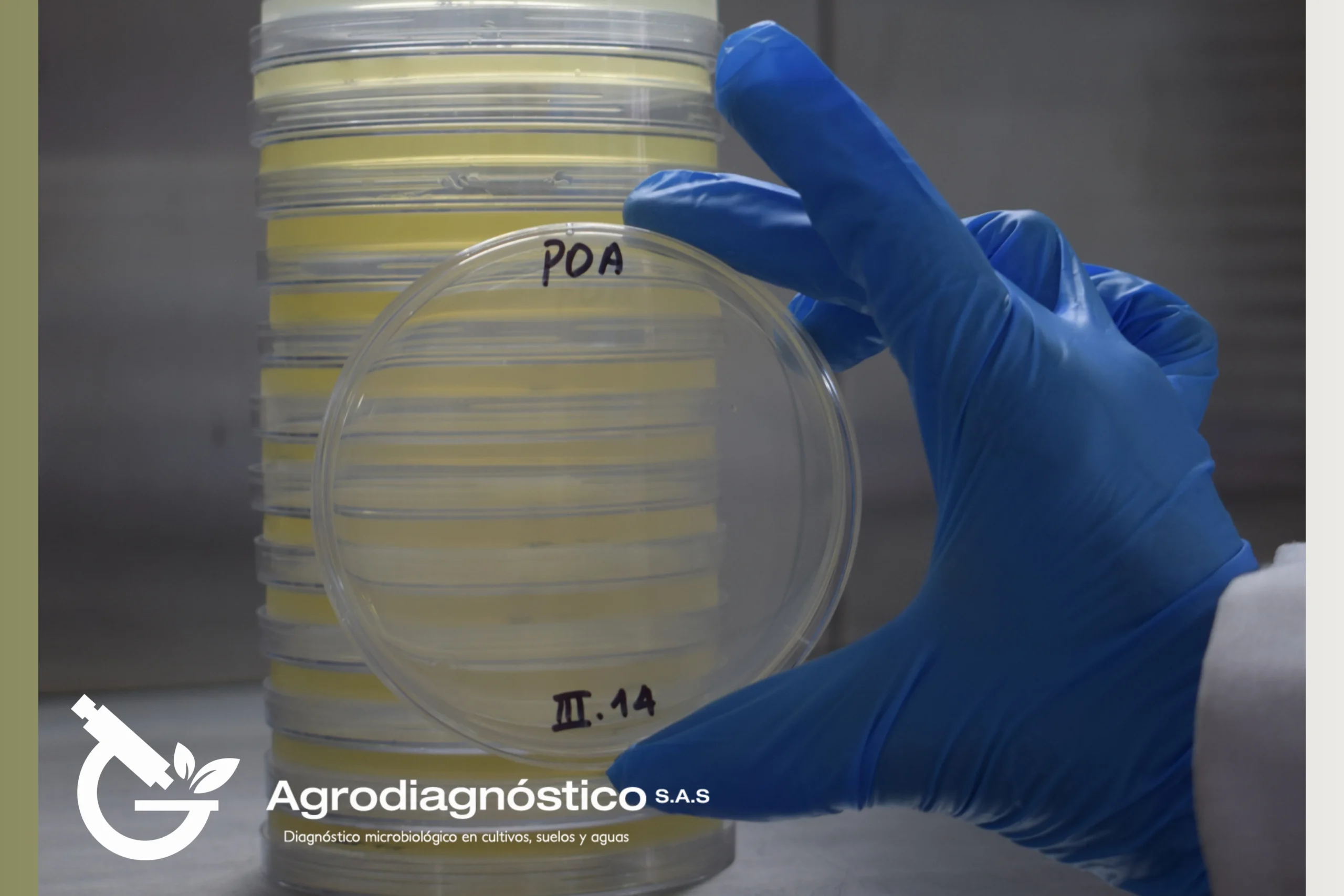 Medio de cultivo: PDA