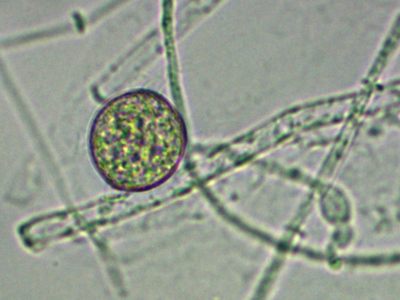 Identificación de Oomycetes en esquejes sin enraizar