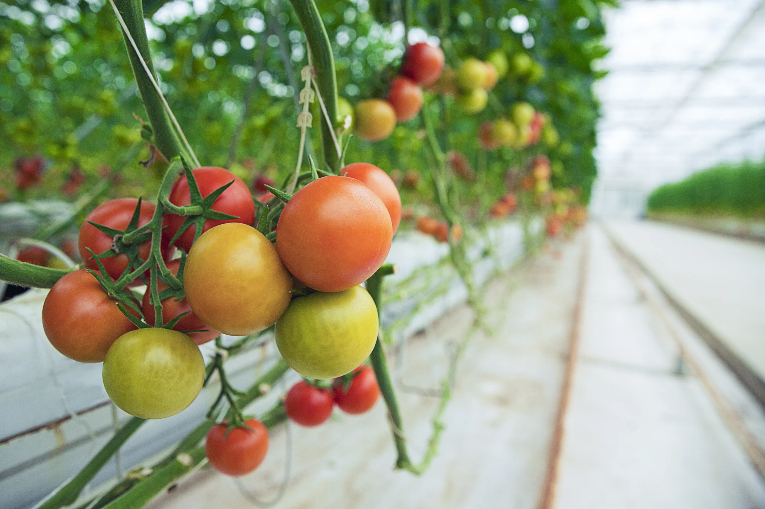 Tomate