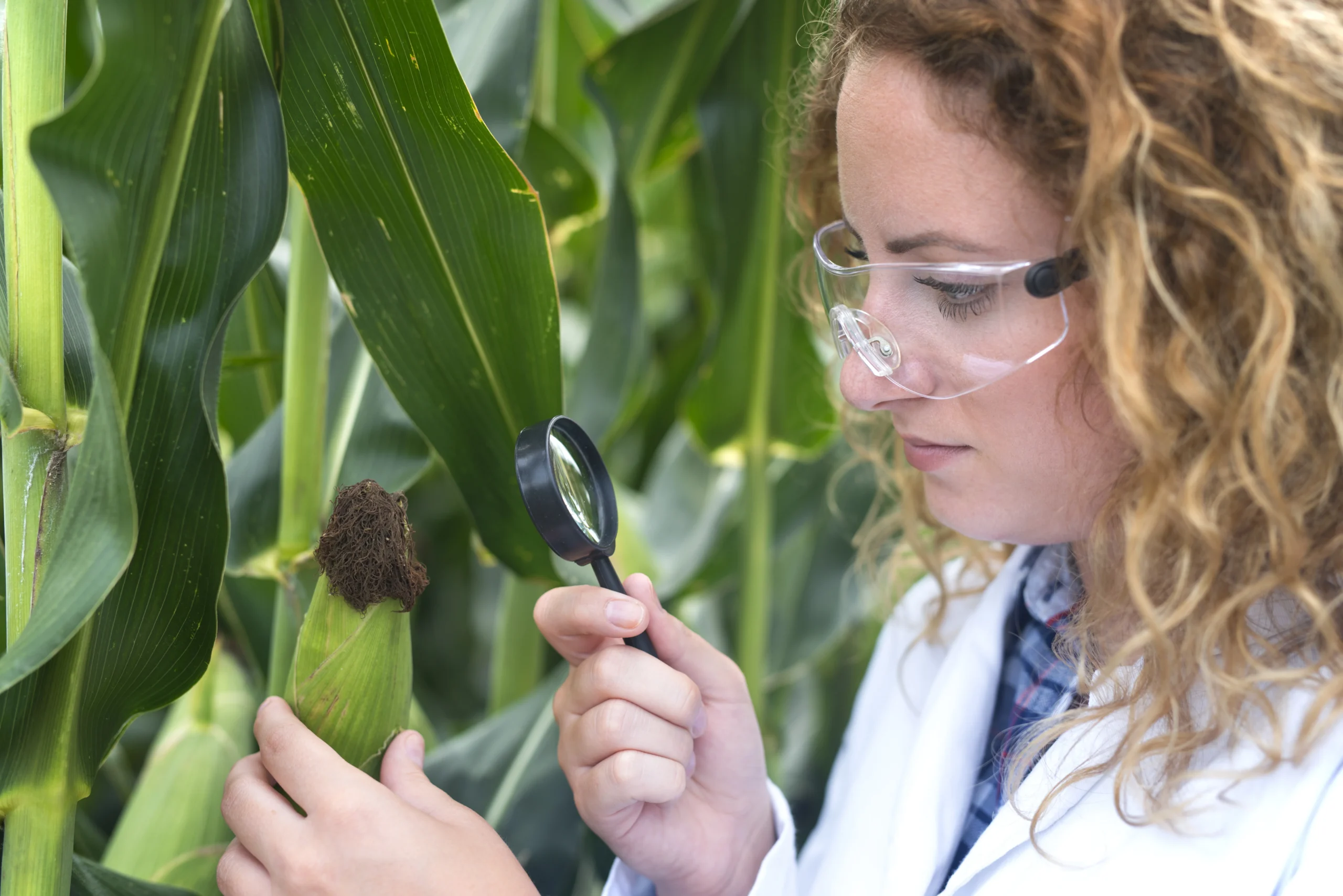 agronomist-expert-examining-corn-leaf-looking-disease-indicator