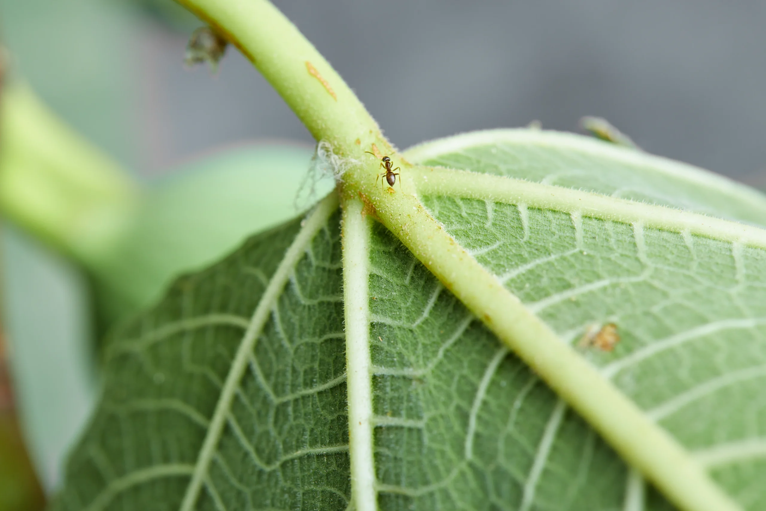 Recuento de hongos entomopatógenos