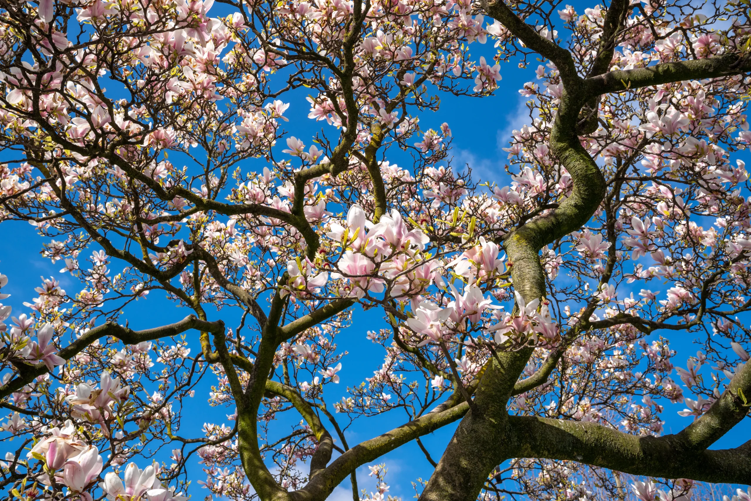 Cerezo – Prunus avium