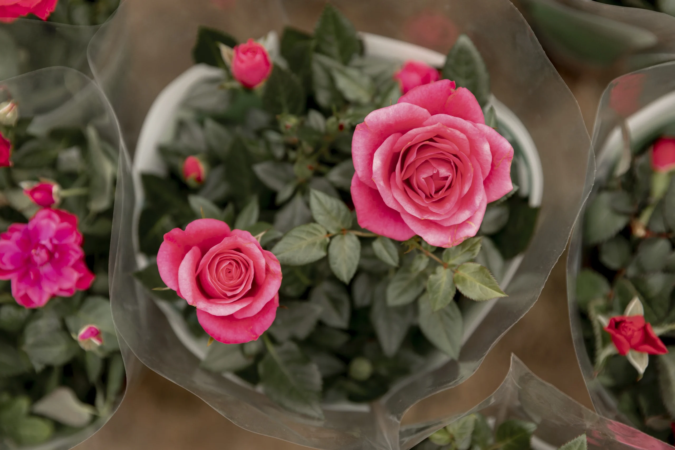 Rosas