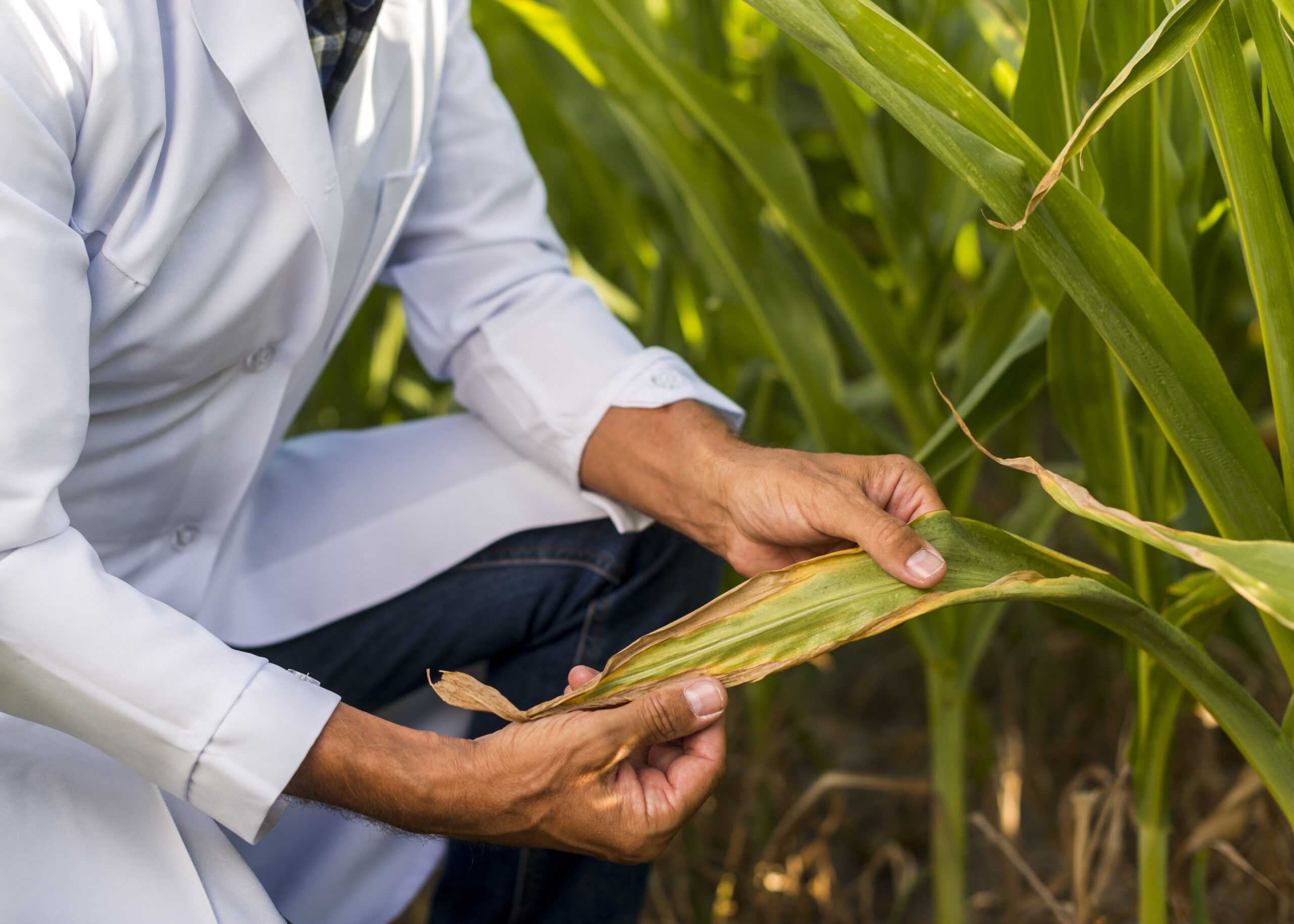 close-up-agronomist-inspecting-maize-leaf
