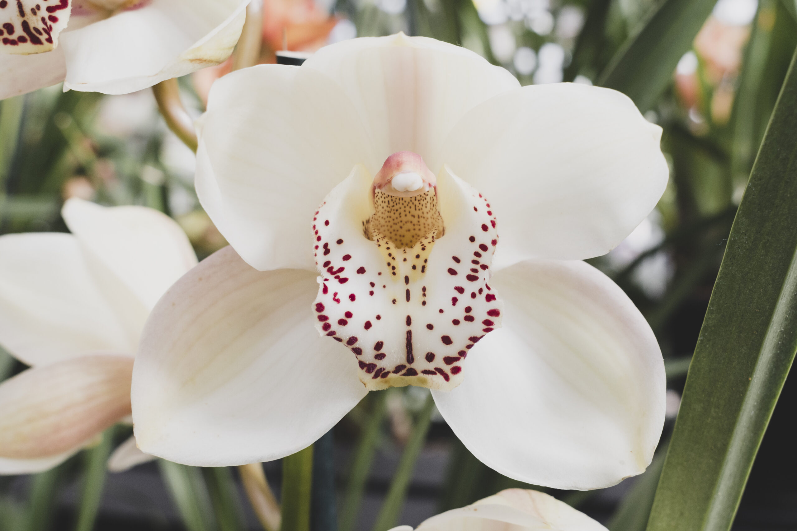 Orquidea