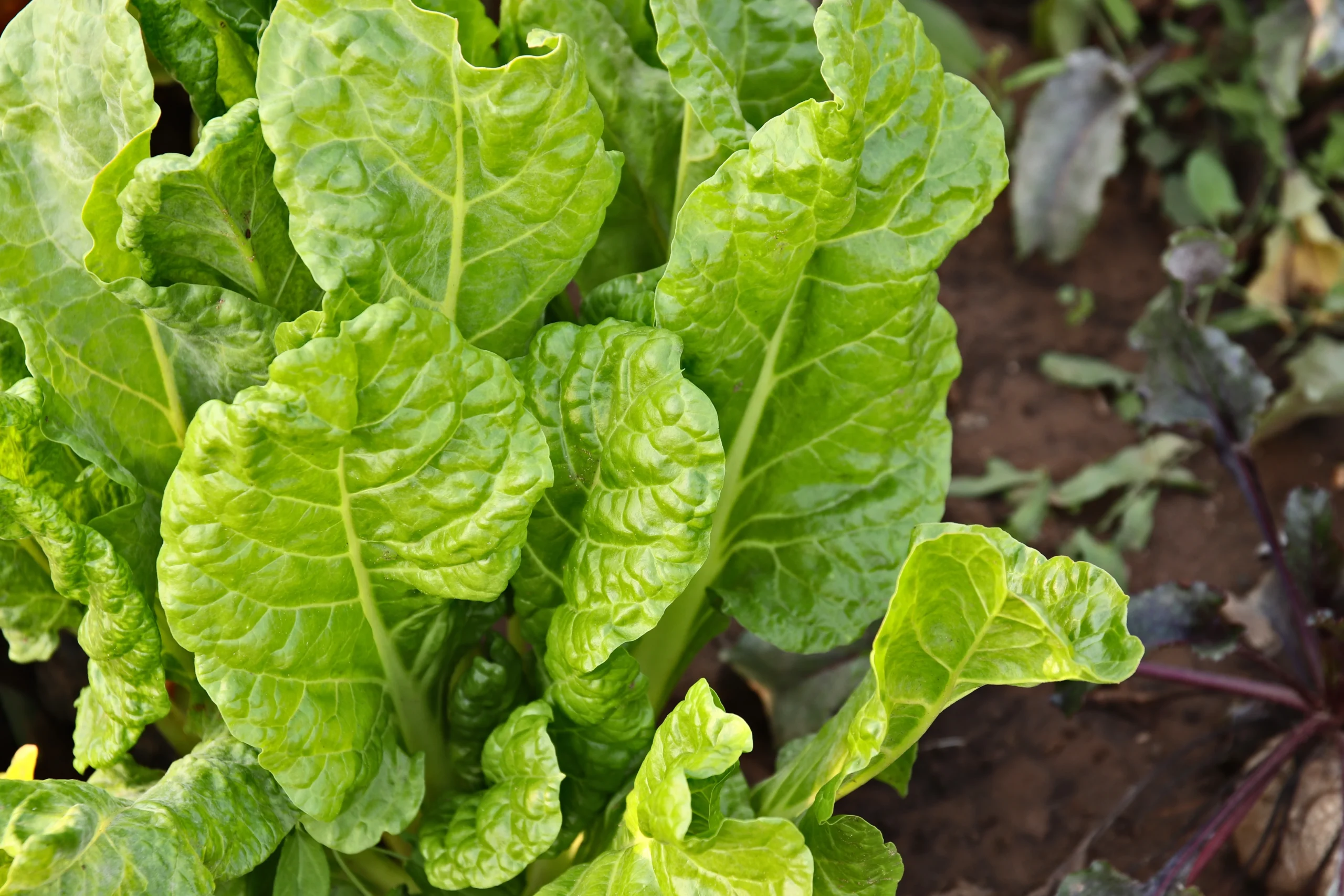 Lechuga