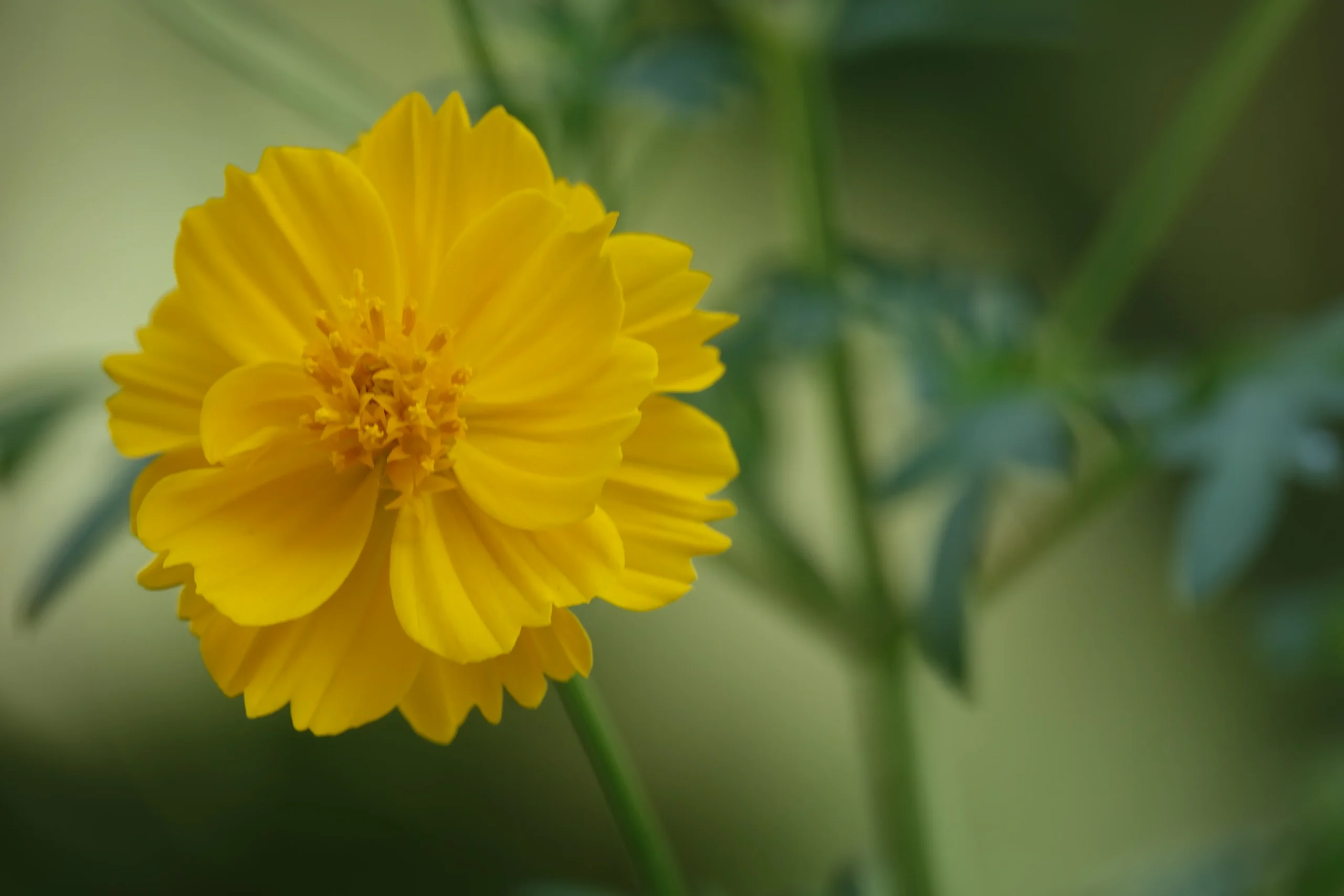 Cosmos sulphureus