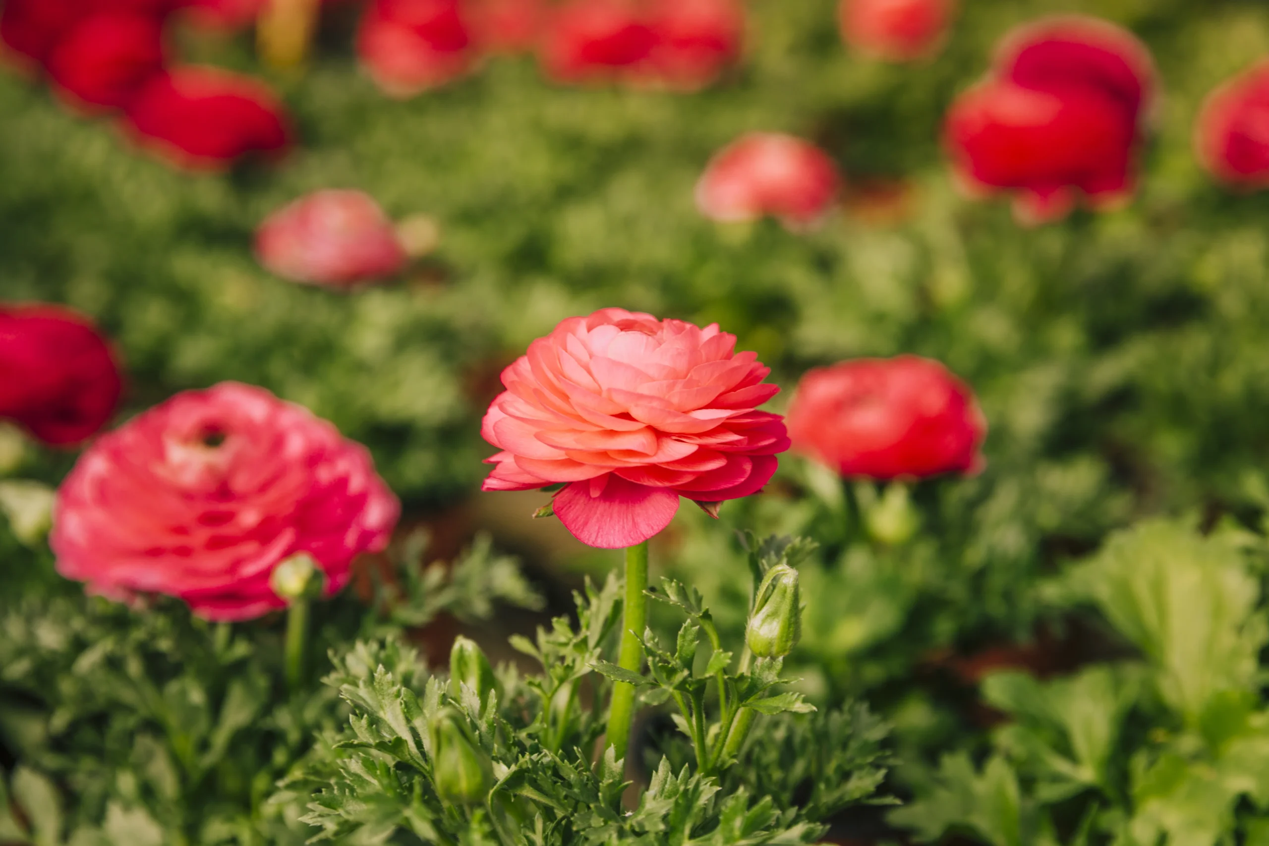 Ranunculus