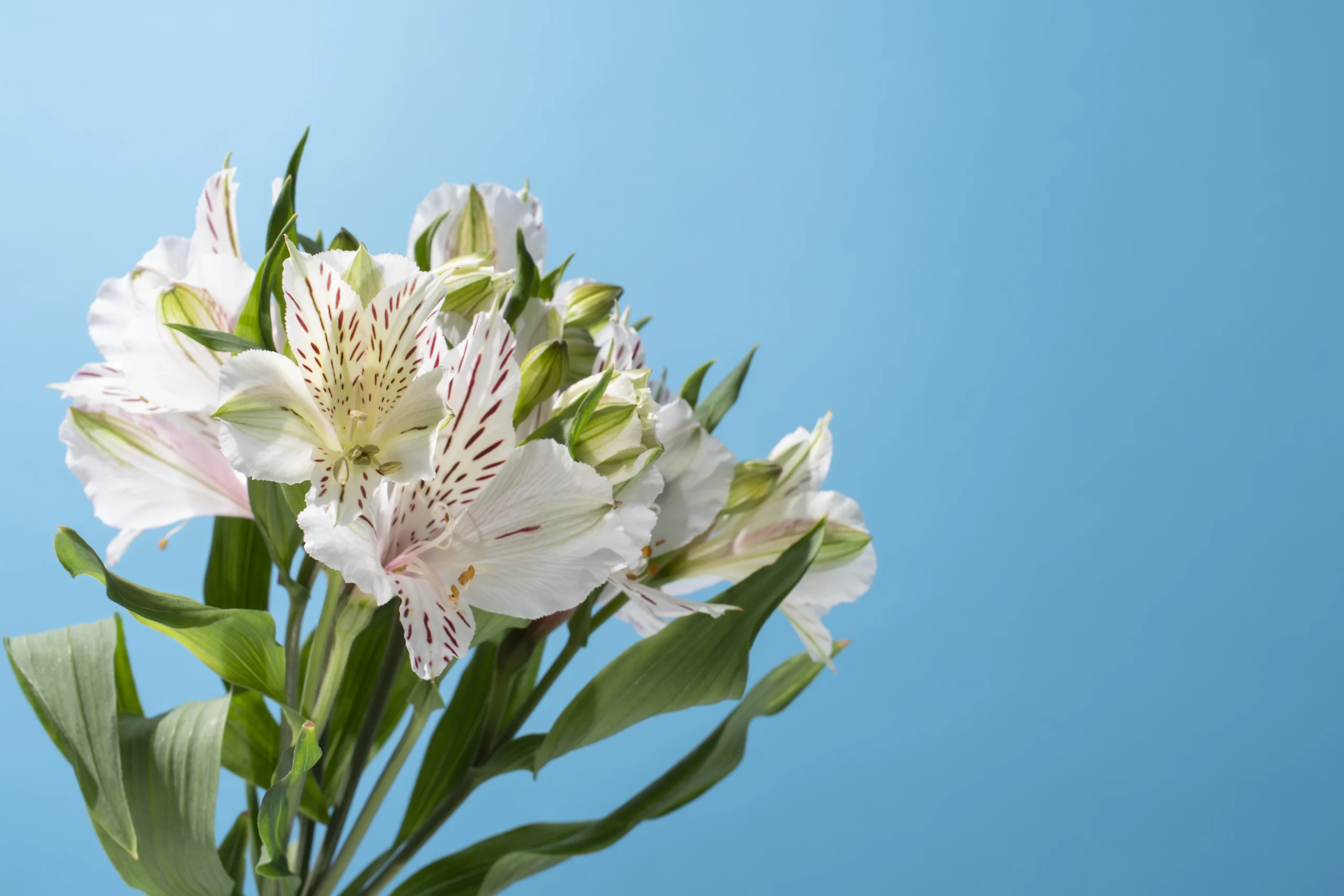 Alstroemeria – Lirio de campo