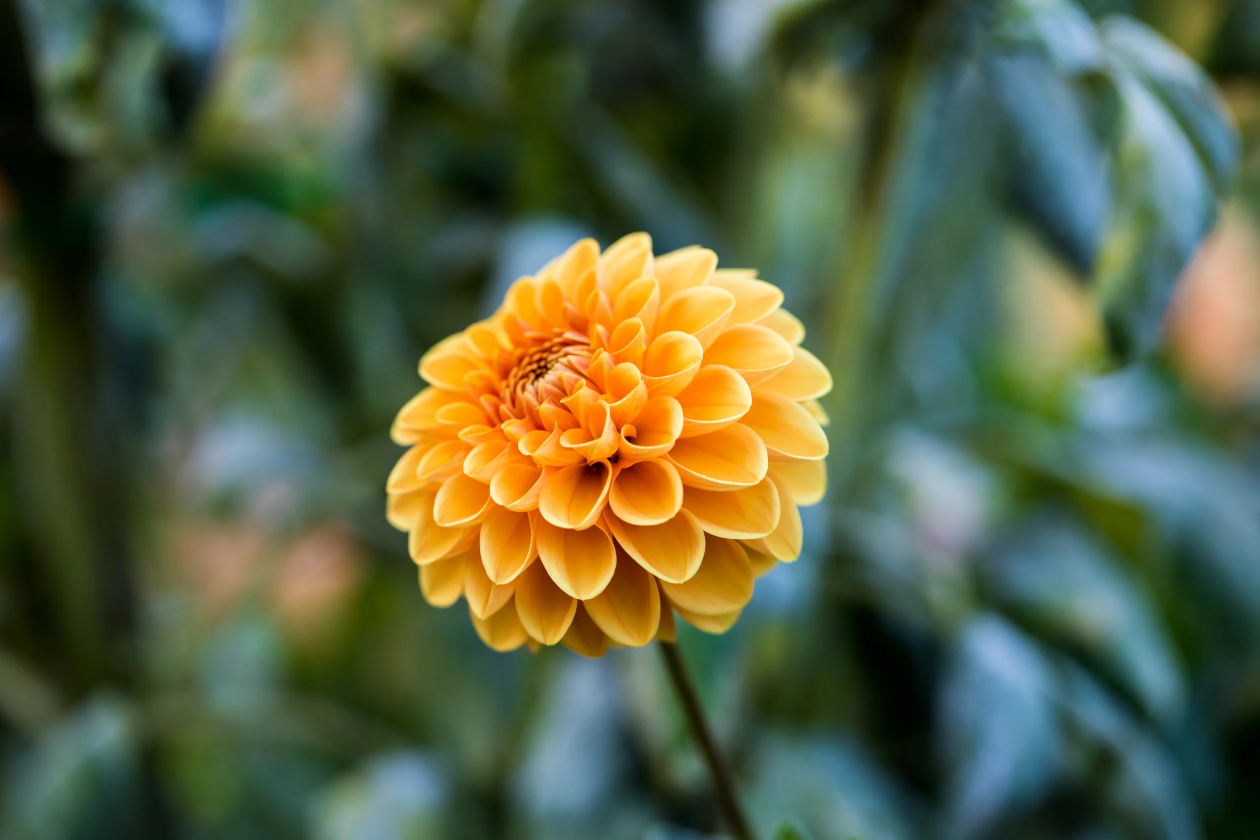 Dahlia