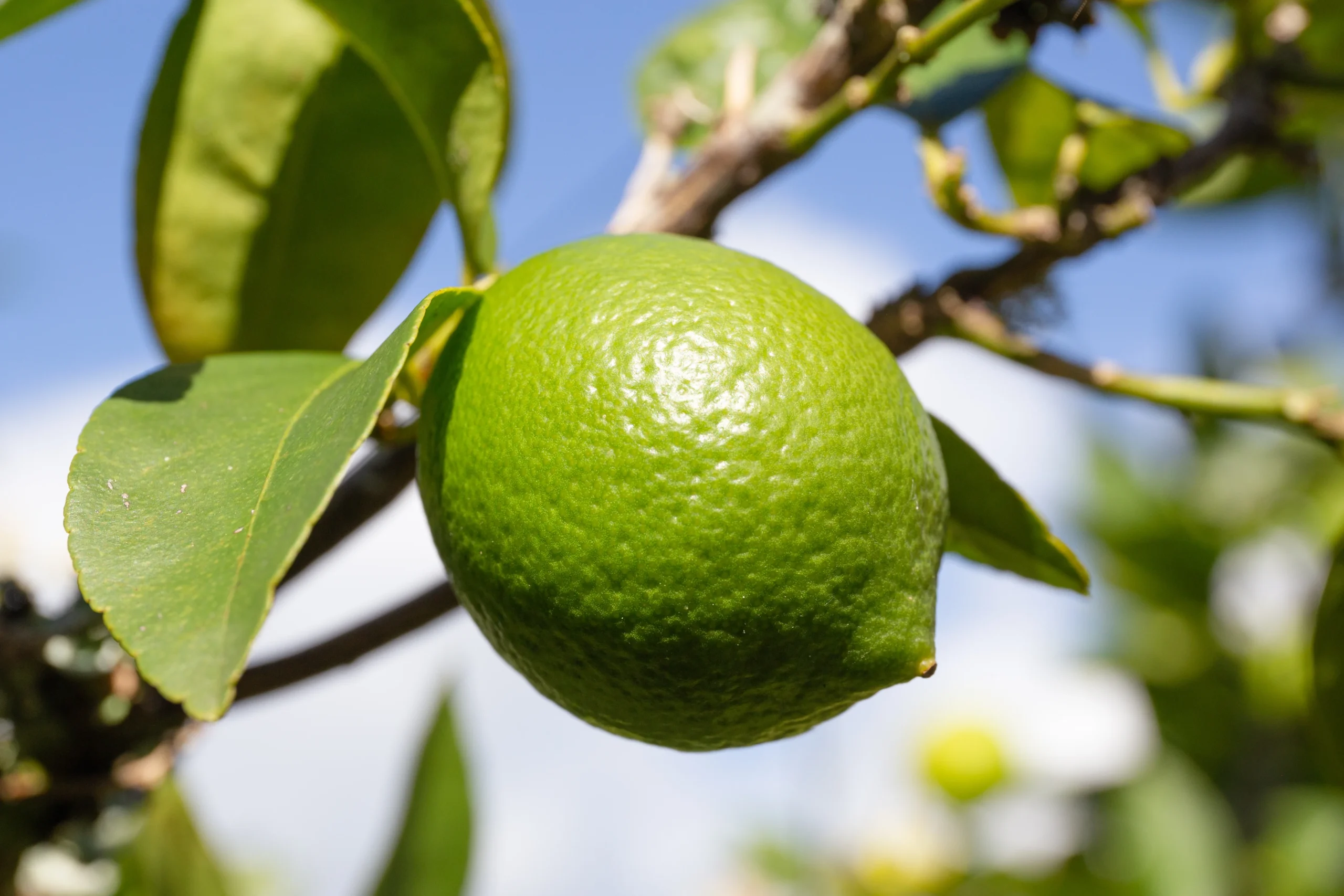 Limon