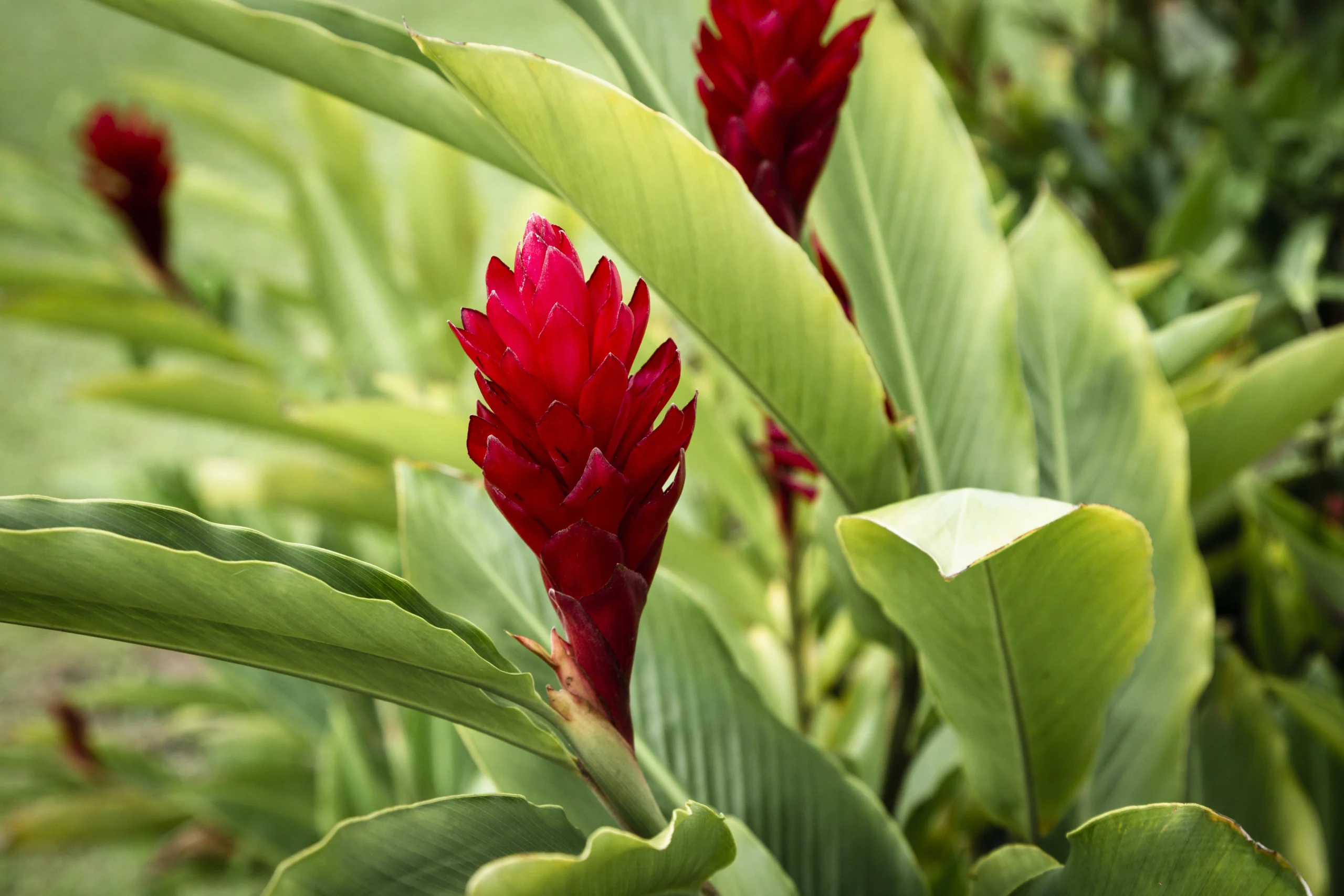 Alpinia purpurata