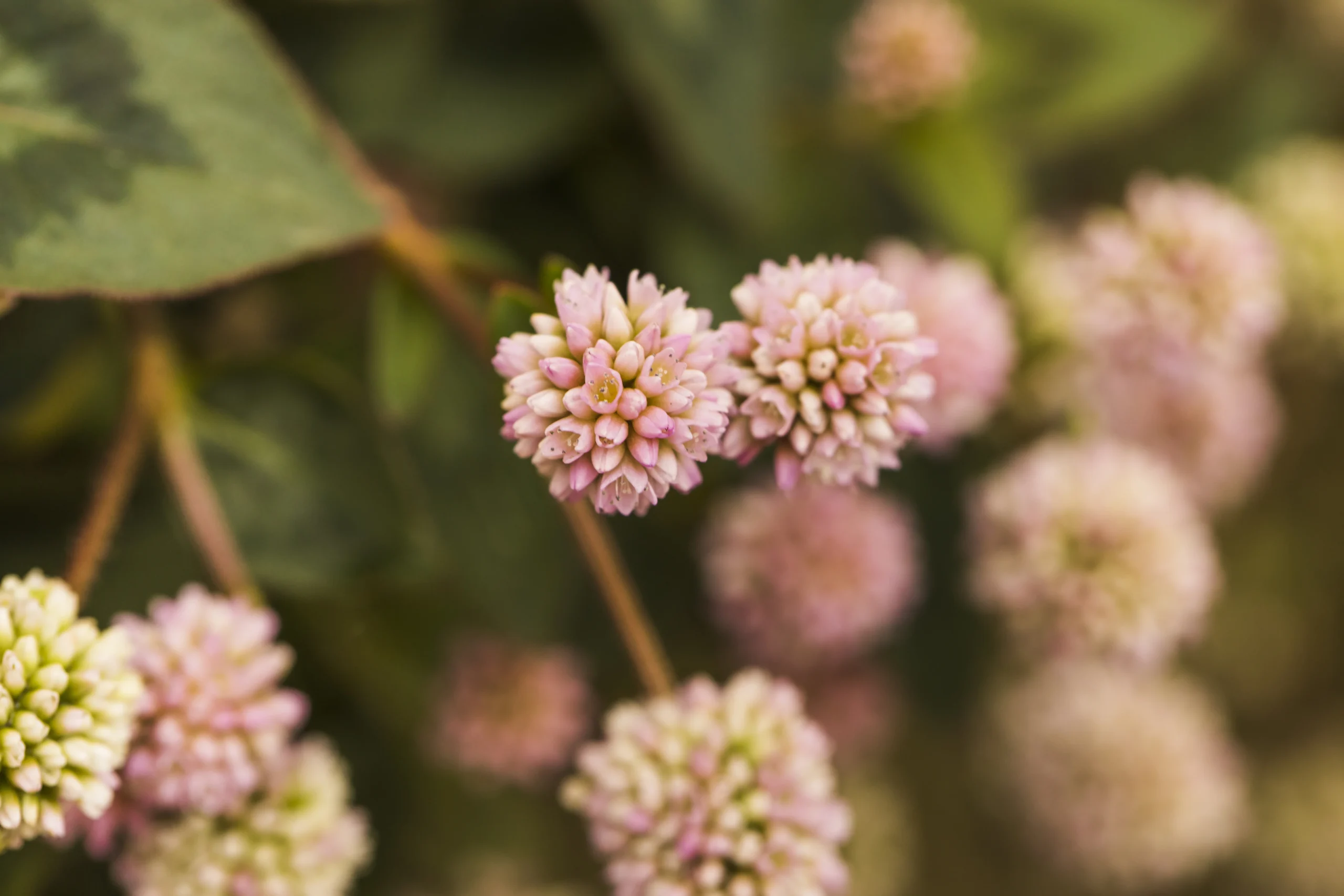 Polygonum capitatum
