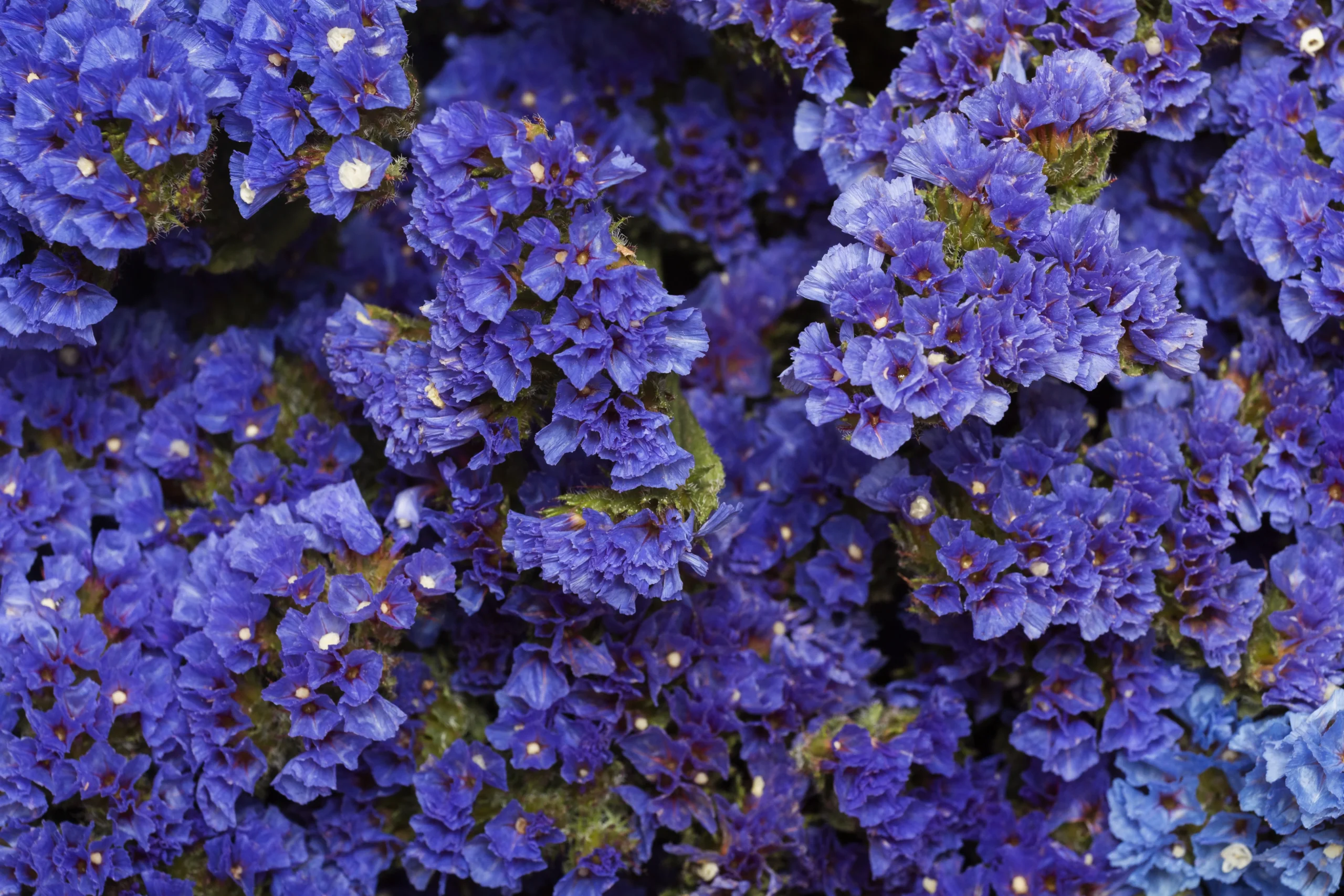 Statice – Limonium sinuatum