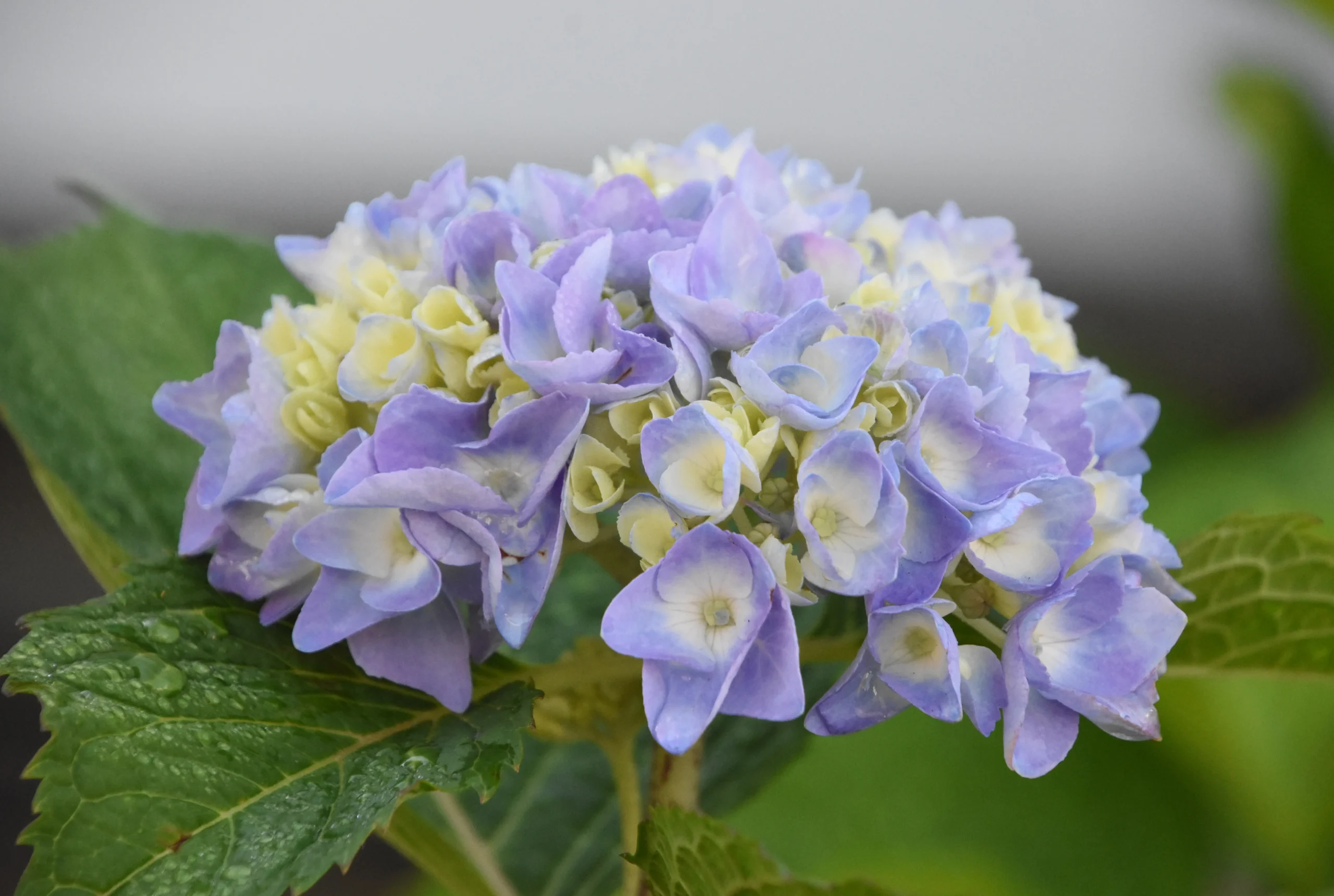 Hortensias – Hydrangea