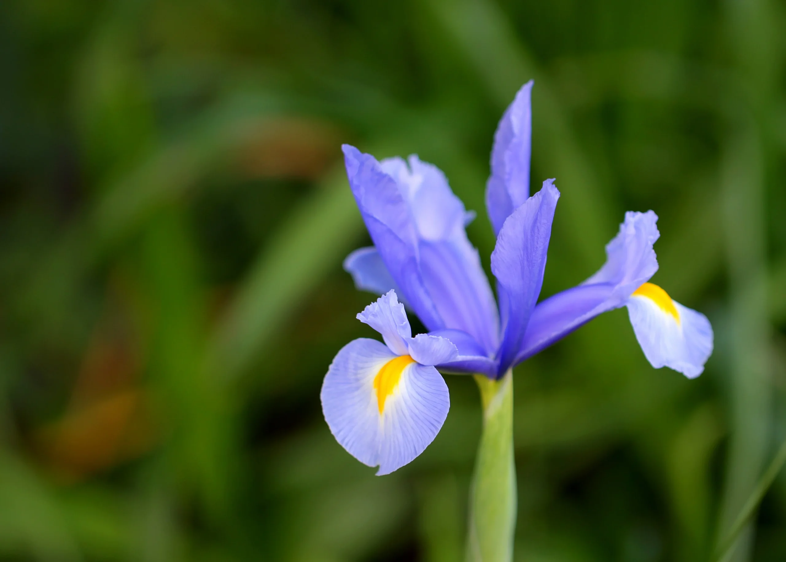 Iris xiphium