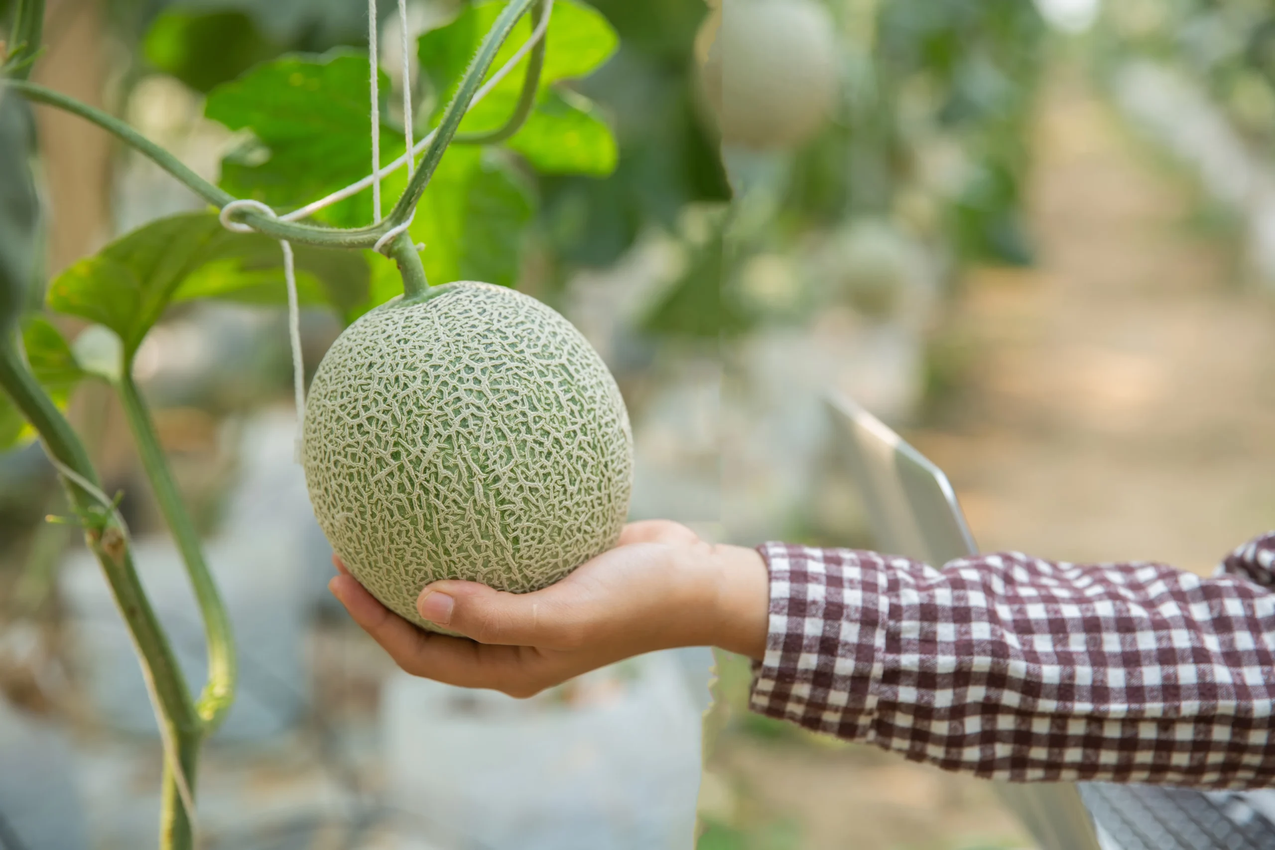 Melón