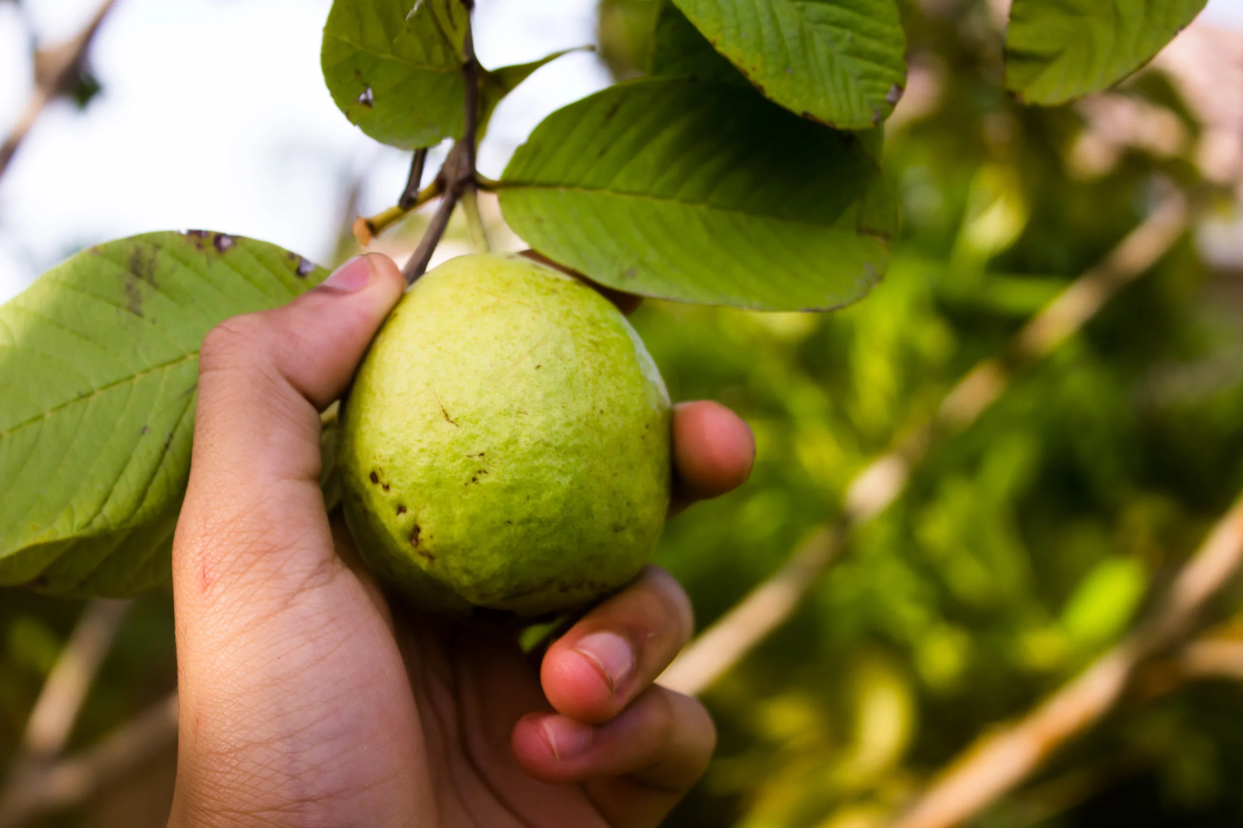 Guayaba