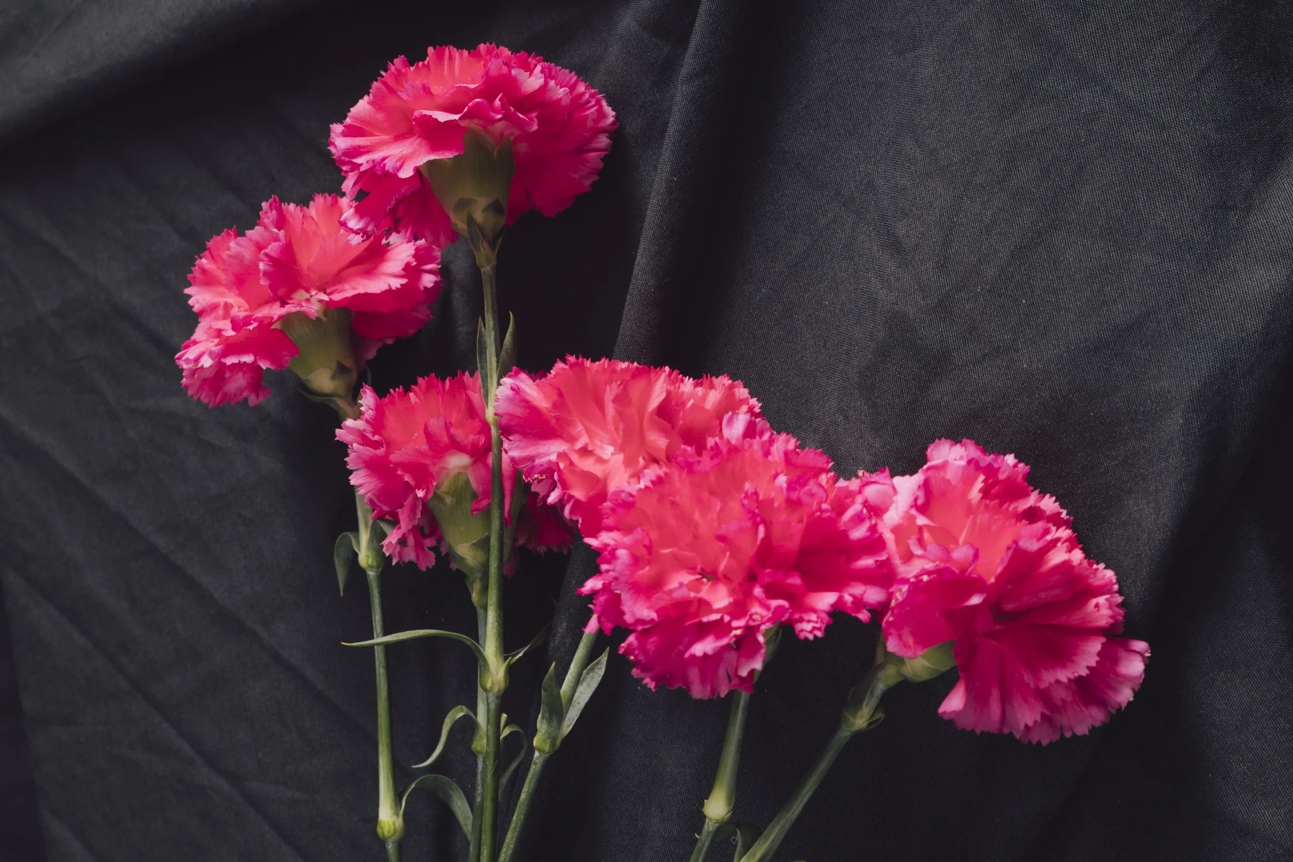 Clavel.