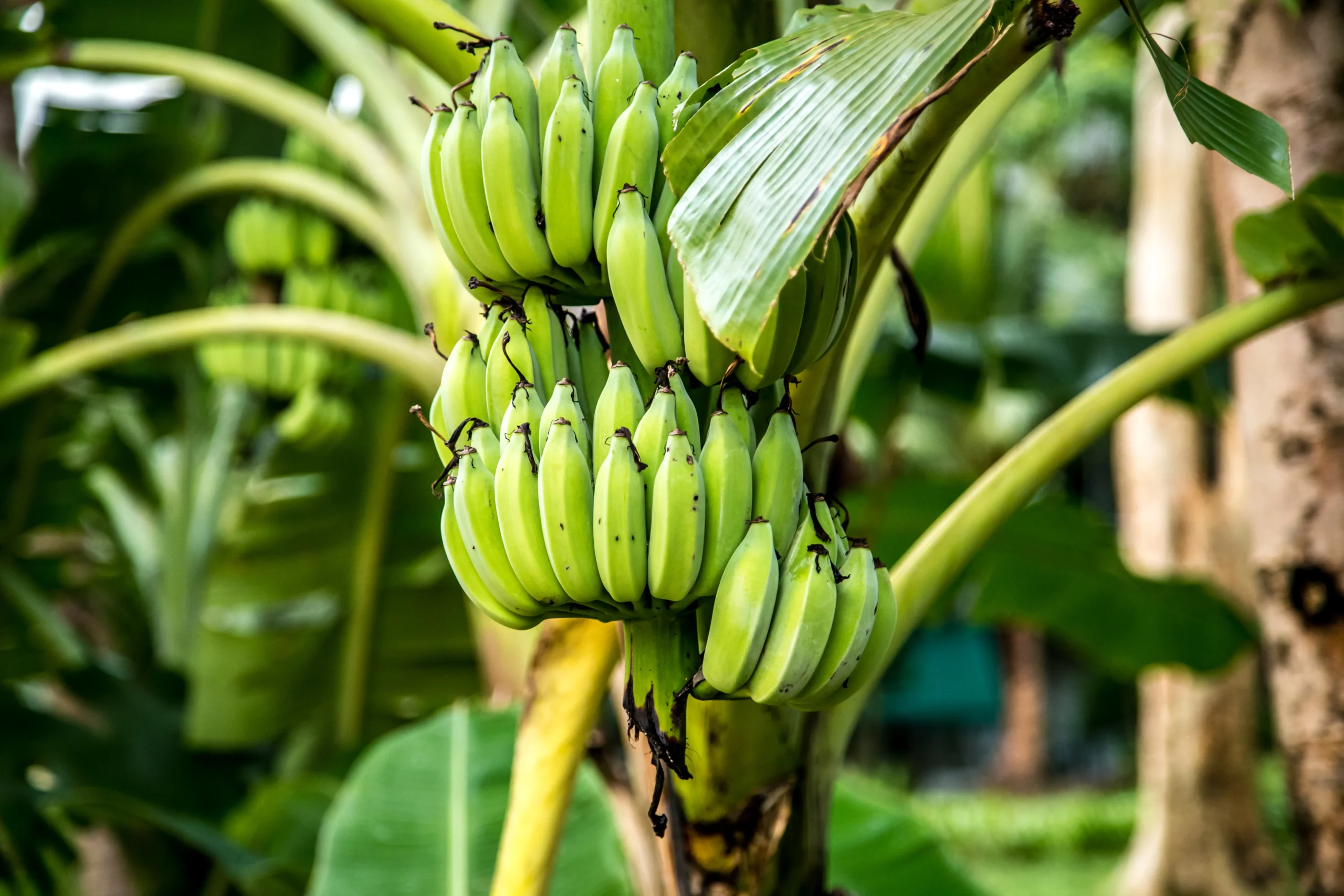 Platano