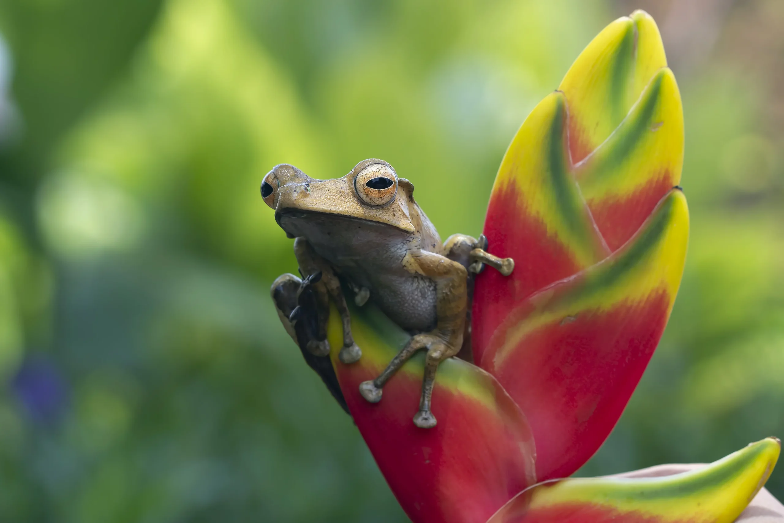 Heliconia