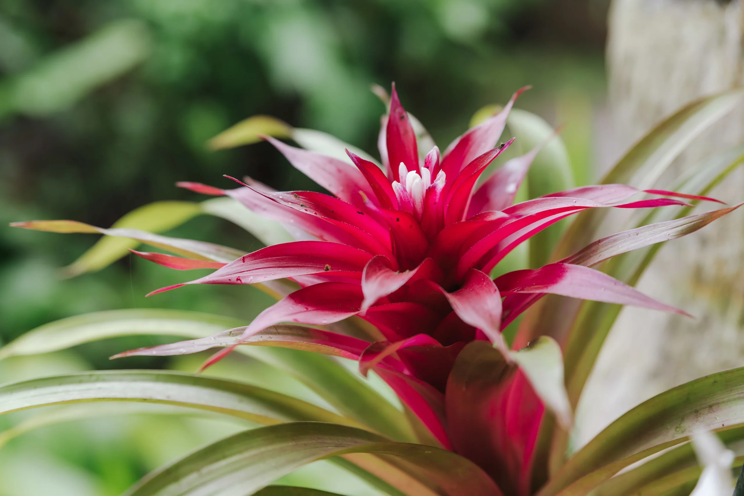 Bromelia