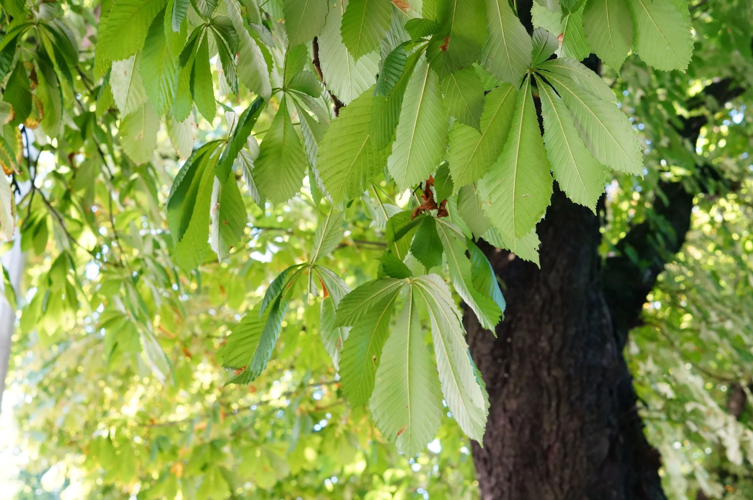 Aliso – Alnus acuminata