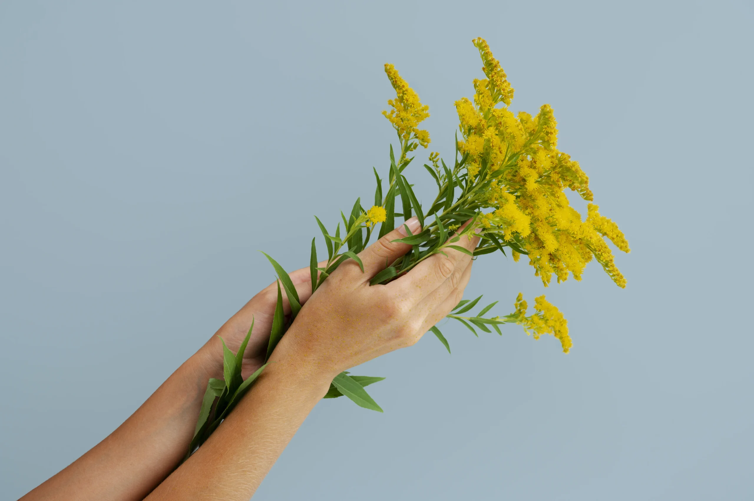 Solidago