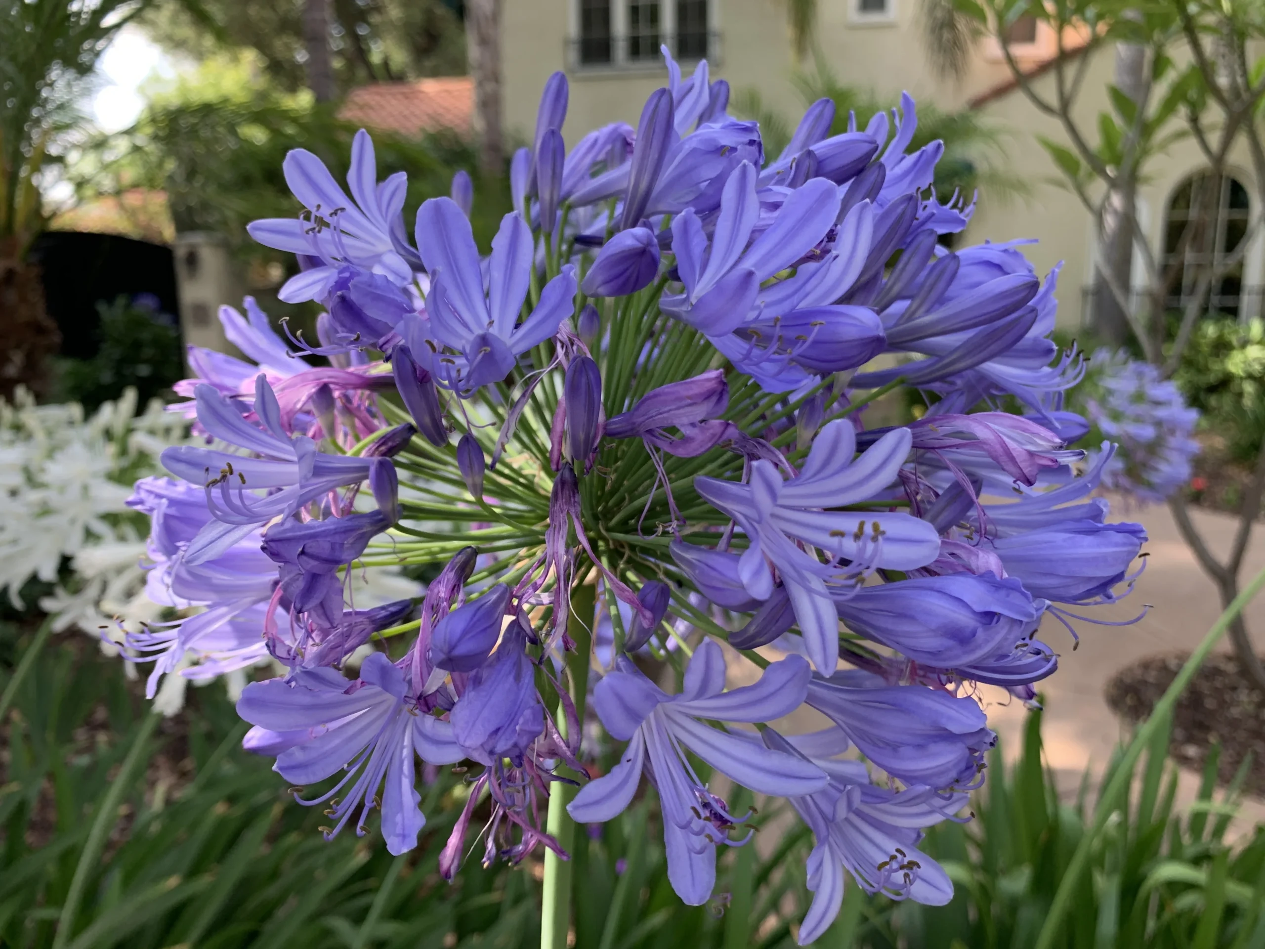 Agapanthus Orientalis