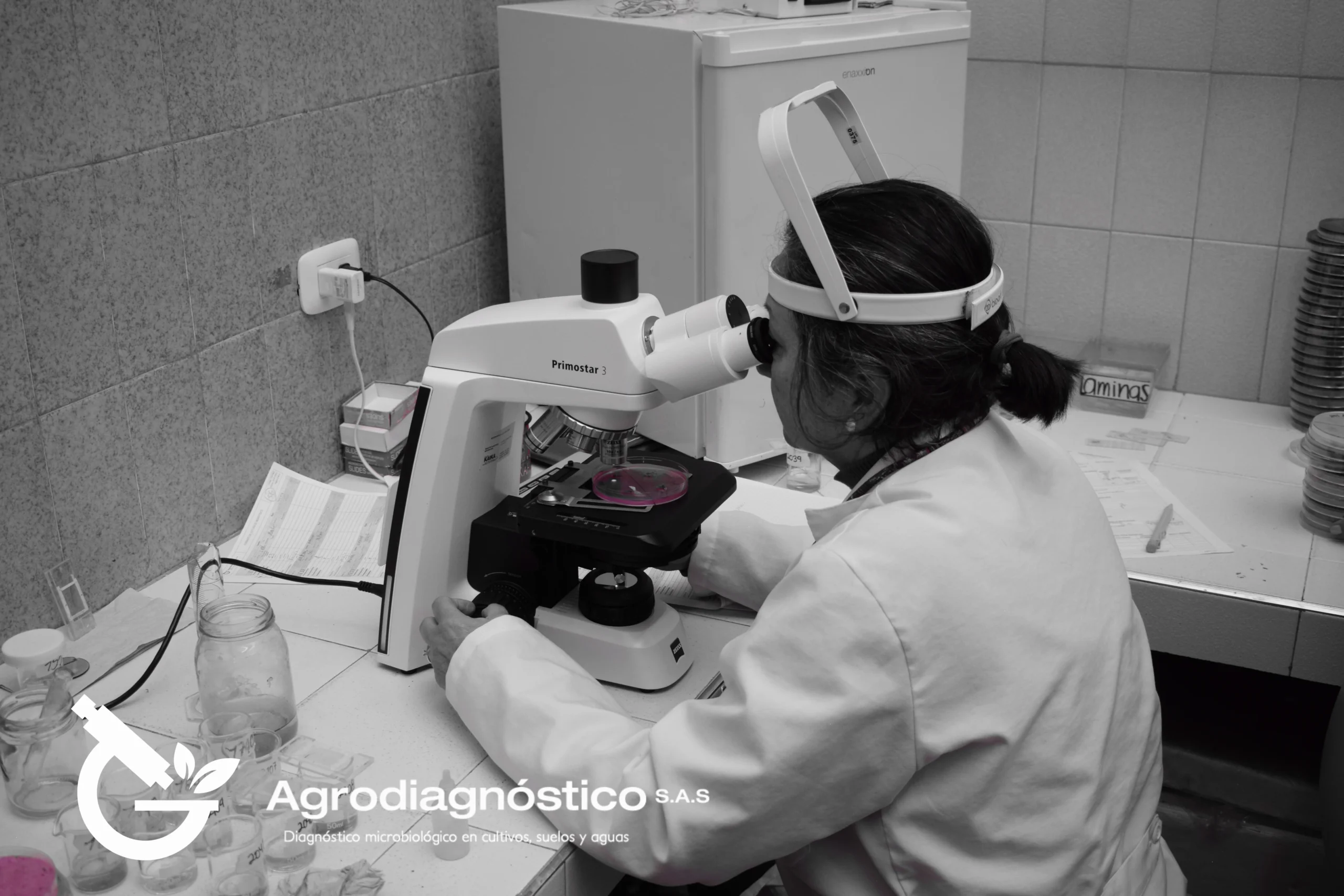 Identificación de hongos macro y microscopicamente