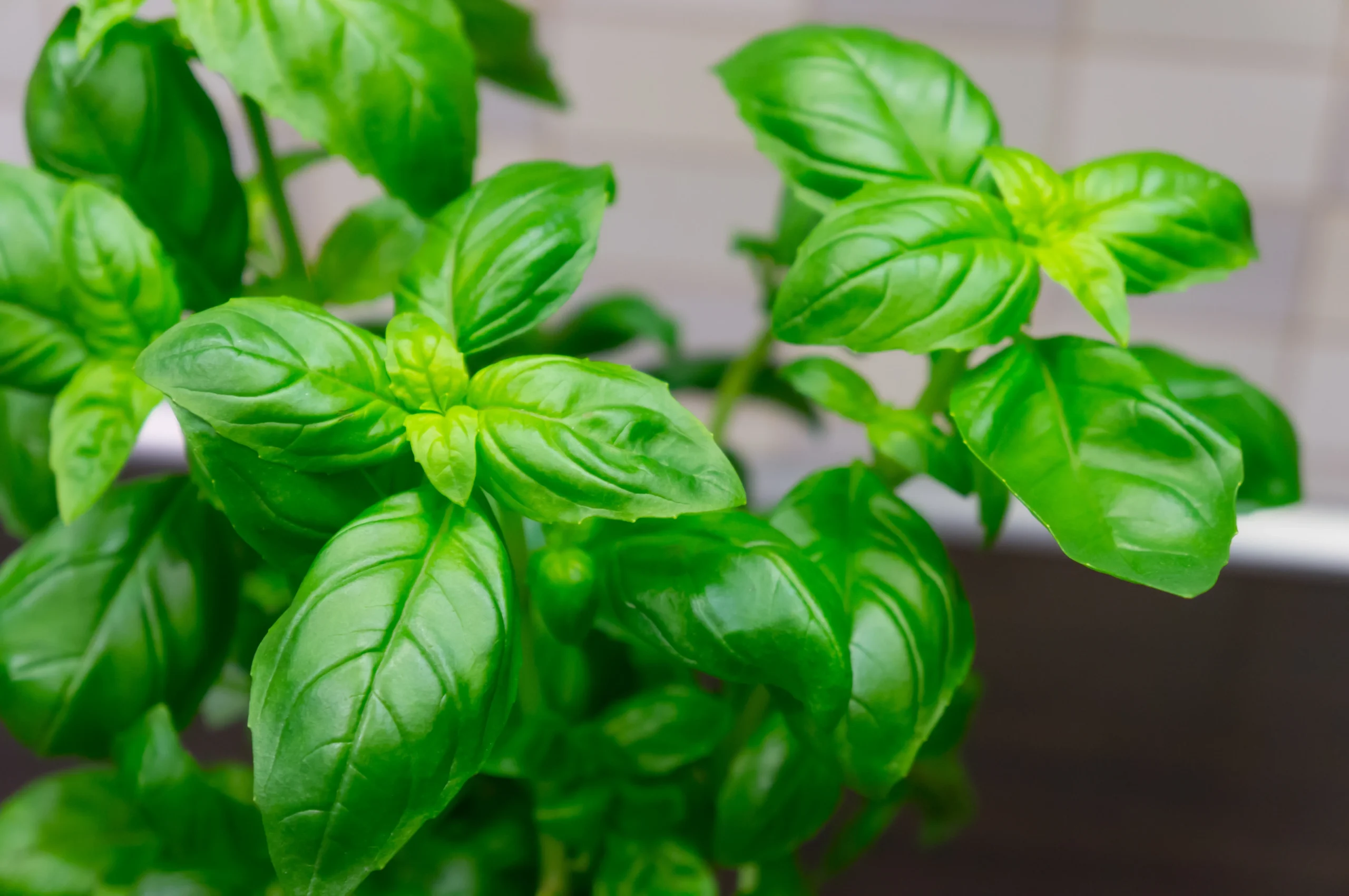 Albahaca