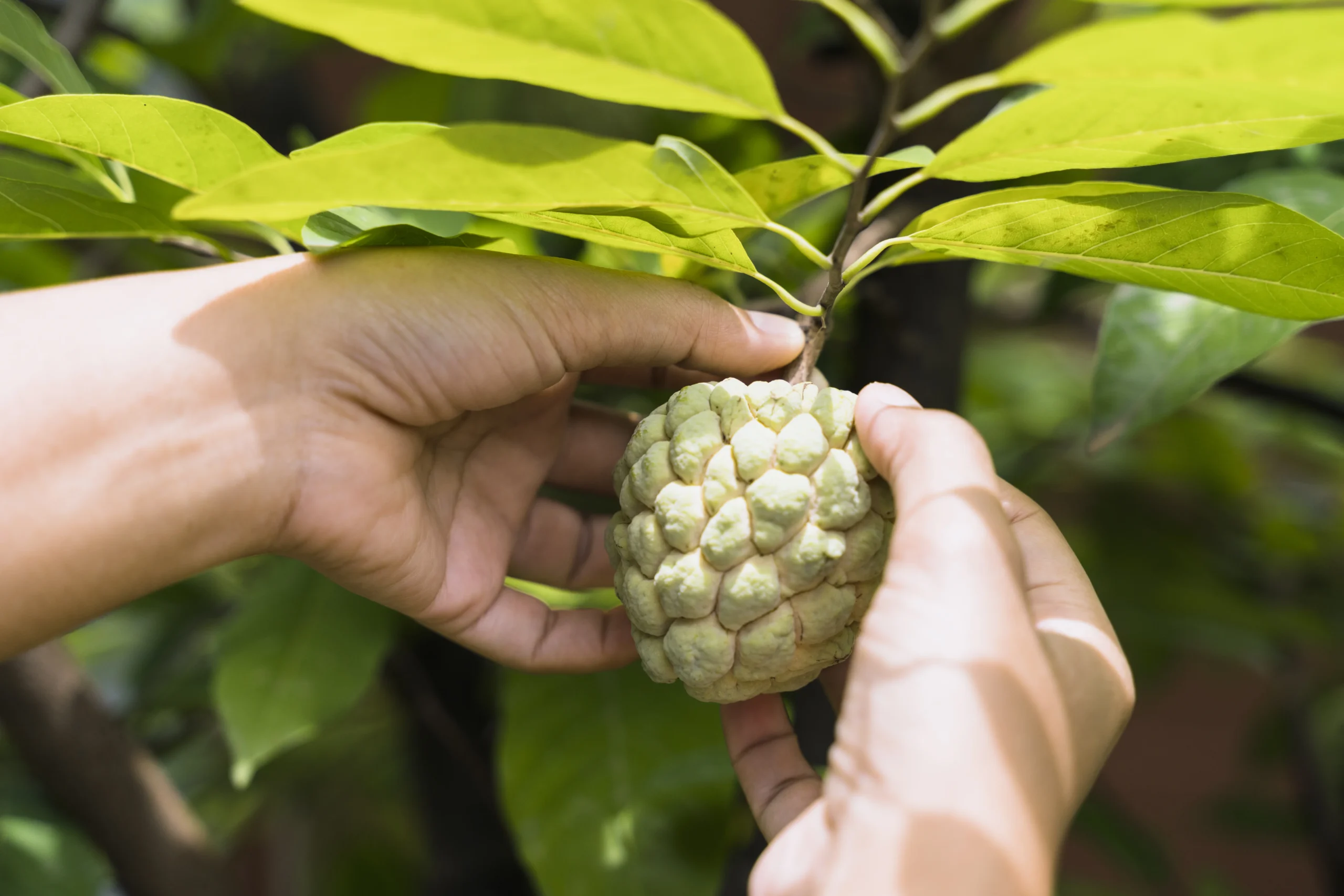 Annona cherimola – Chirimoya