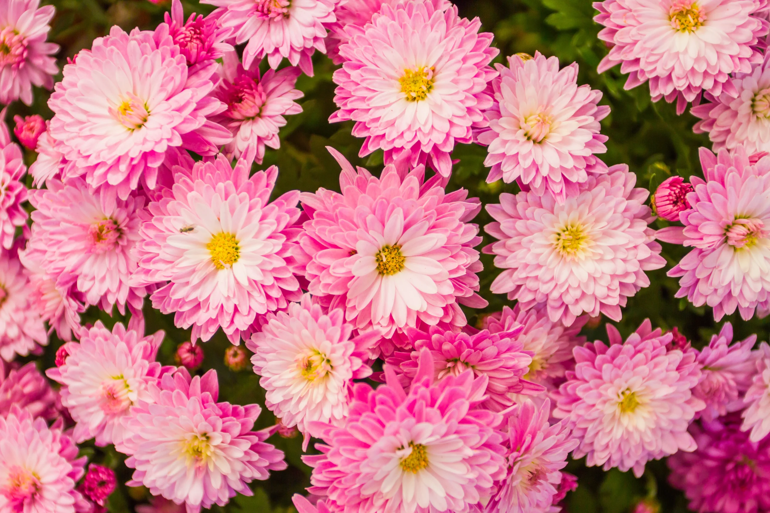 Aster Matsumoto