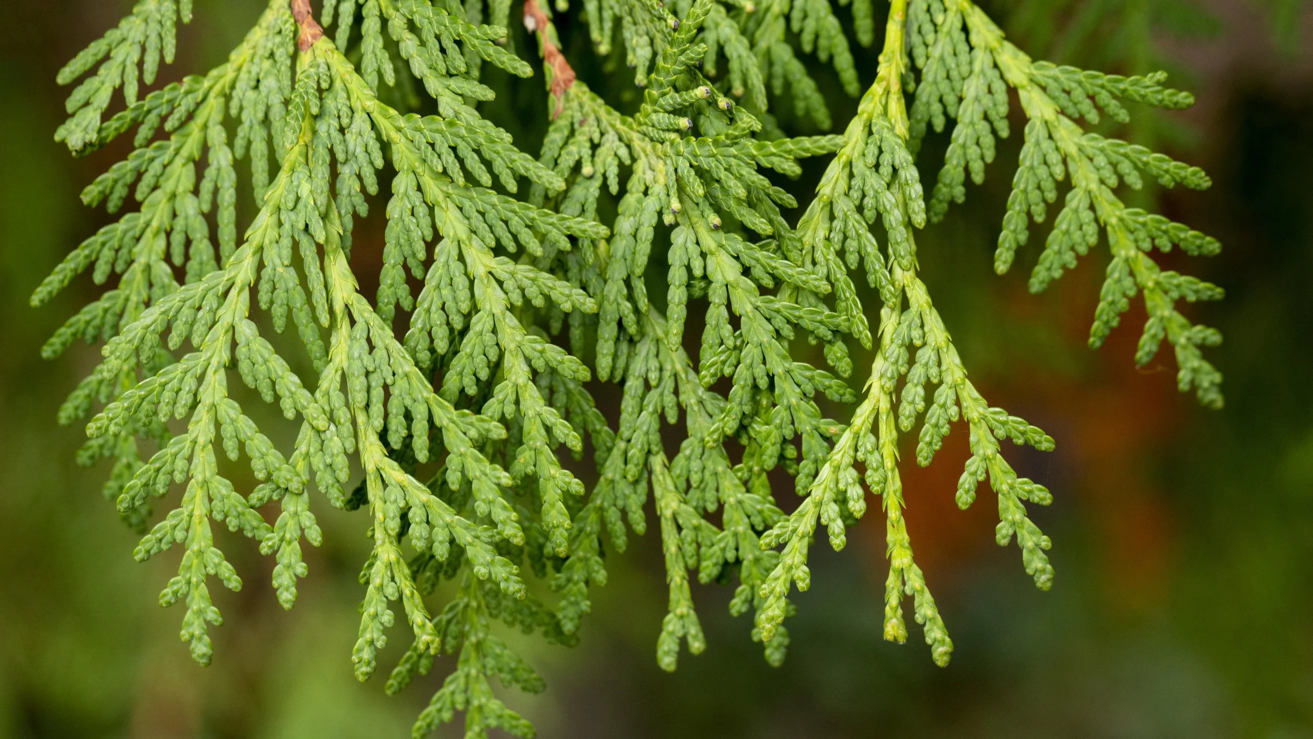 Chamaecyparis obtusa