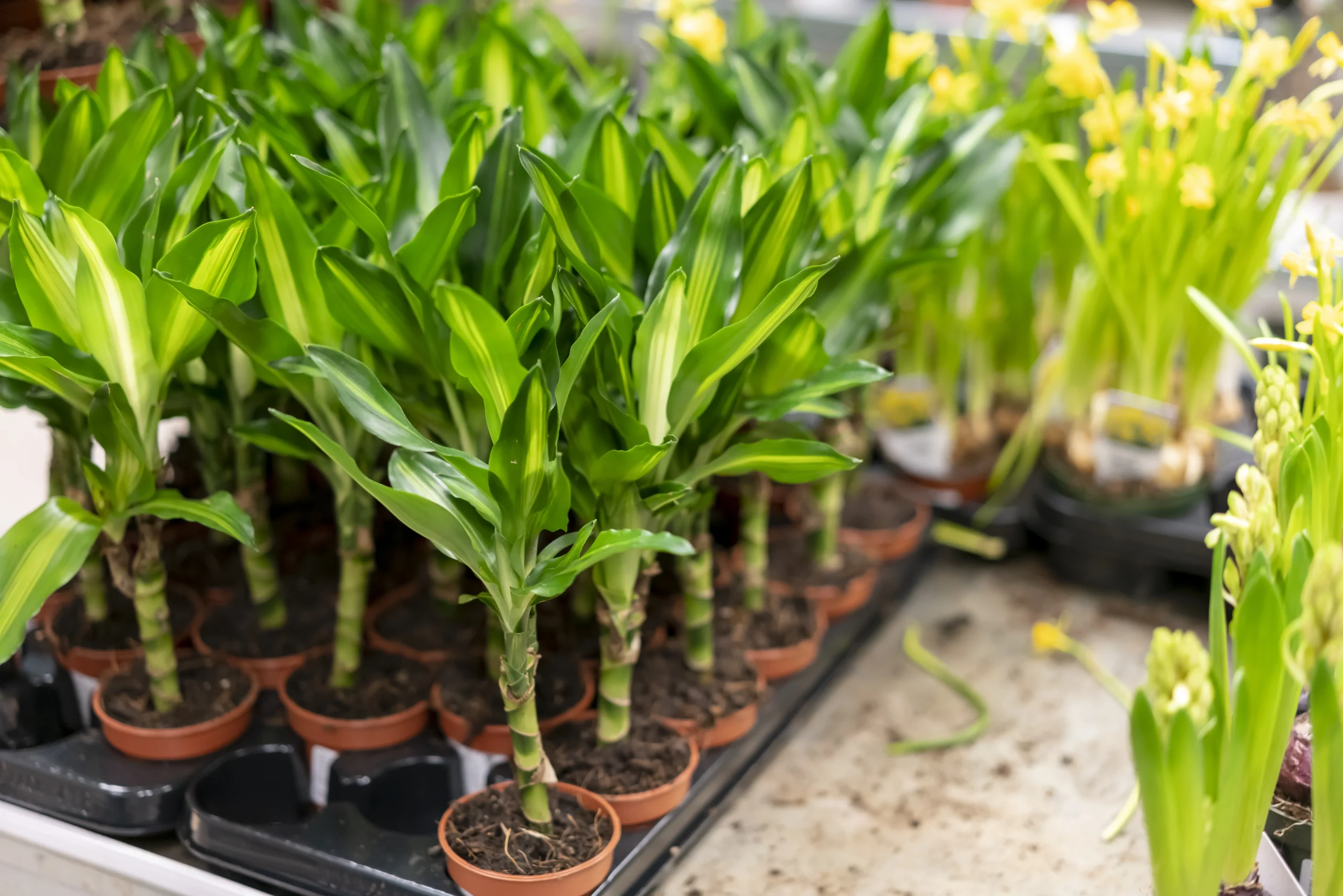 Dracaena