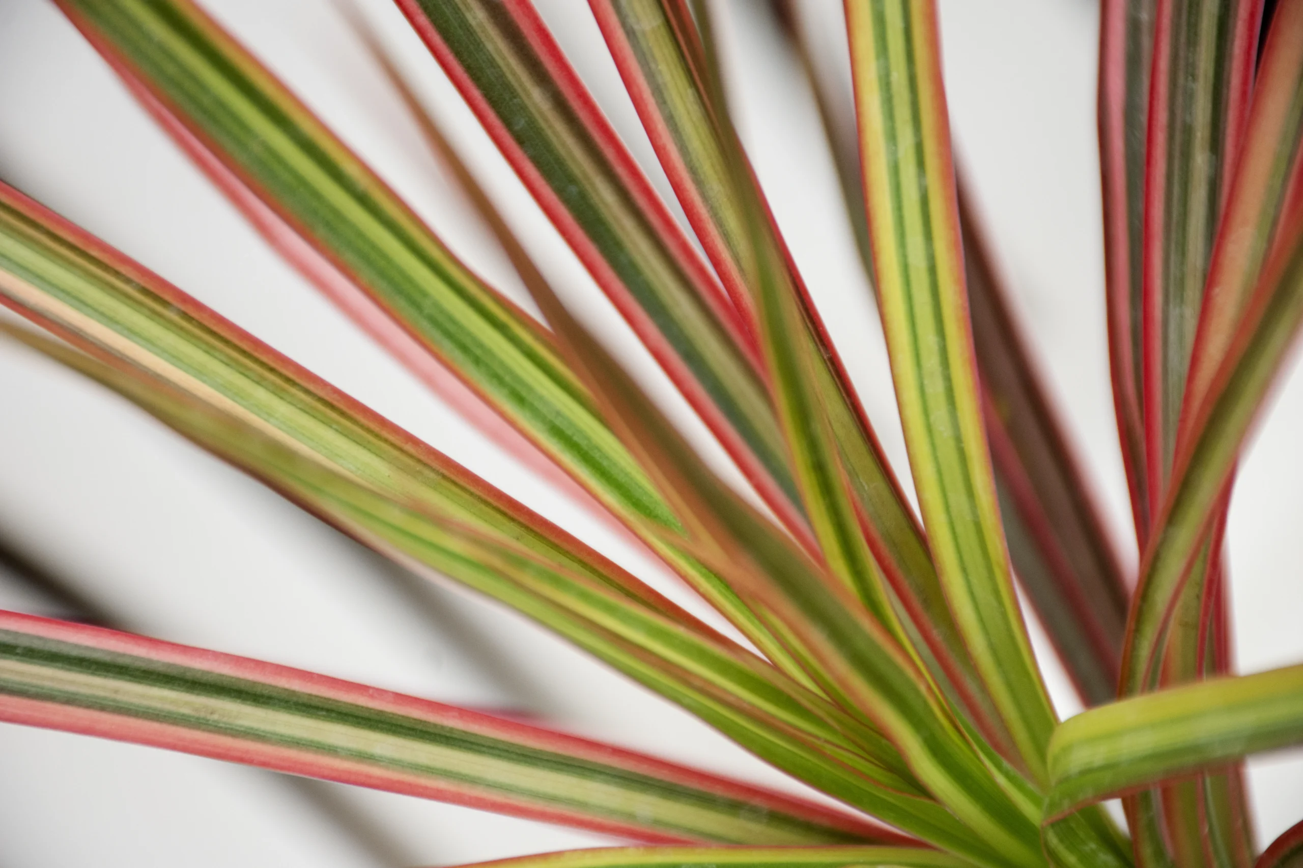 Dracena marginata