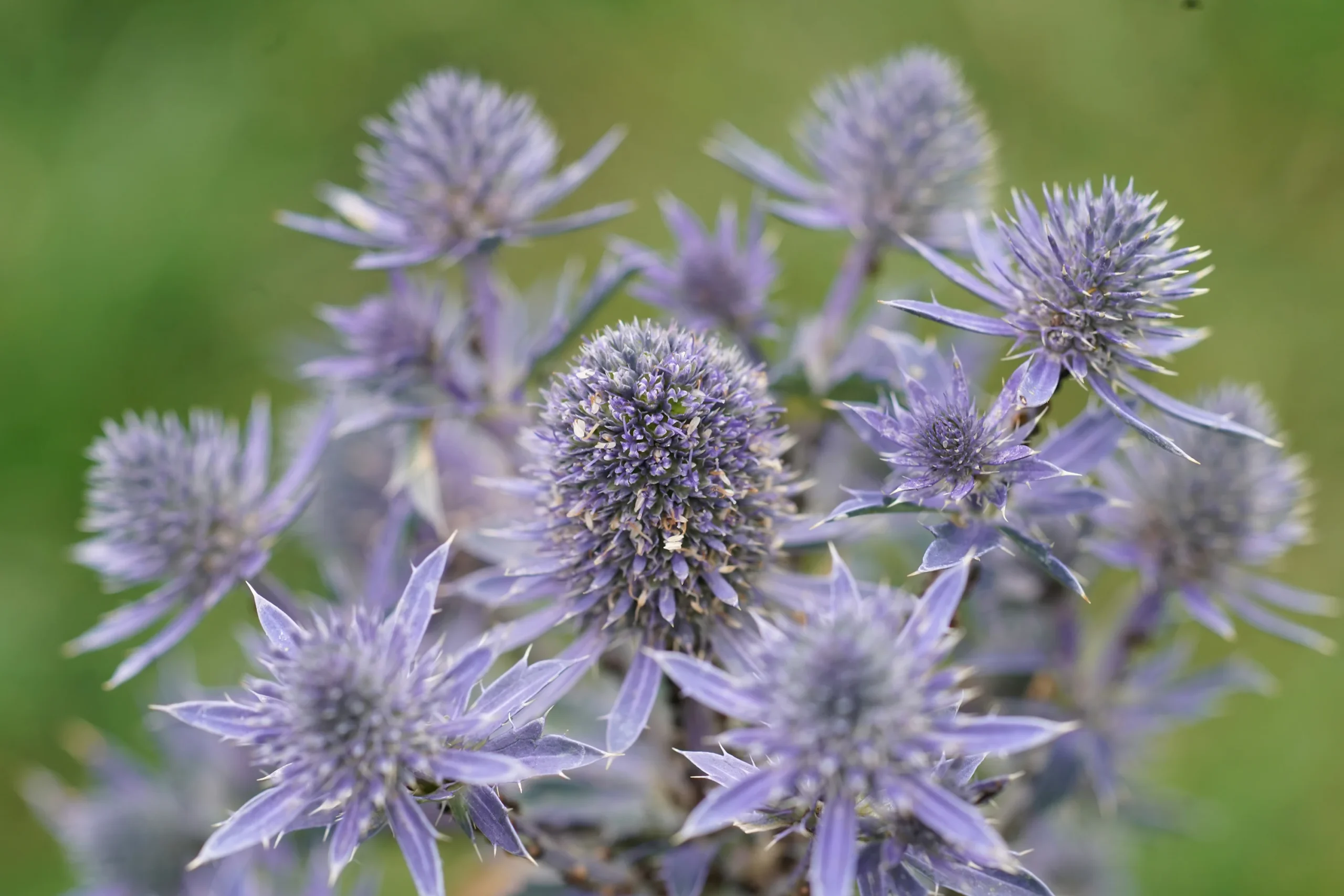 Eryngium planum