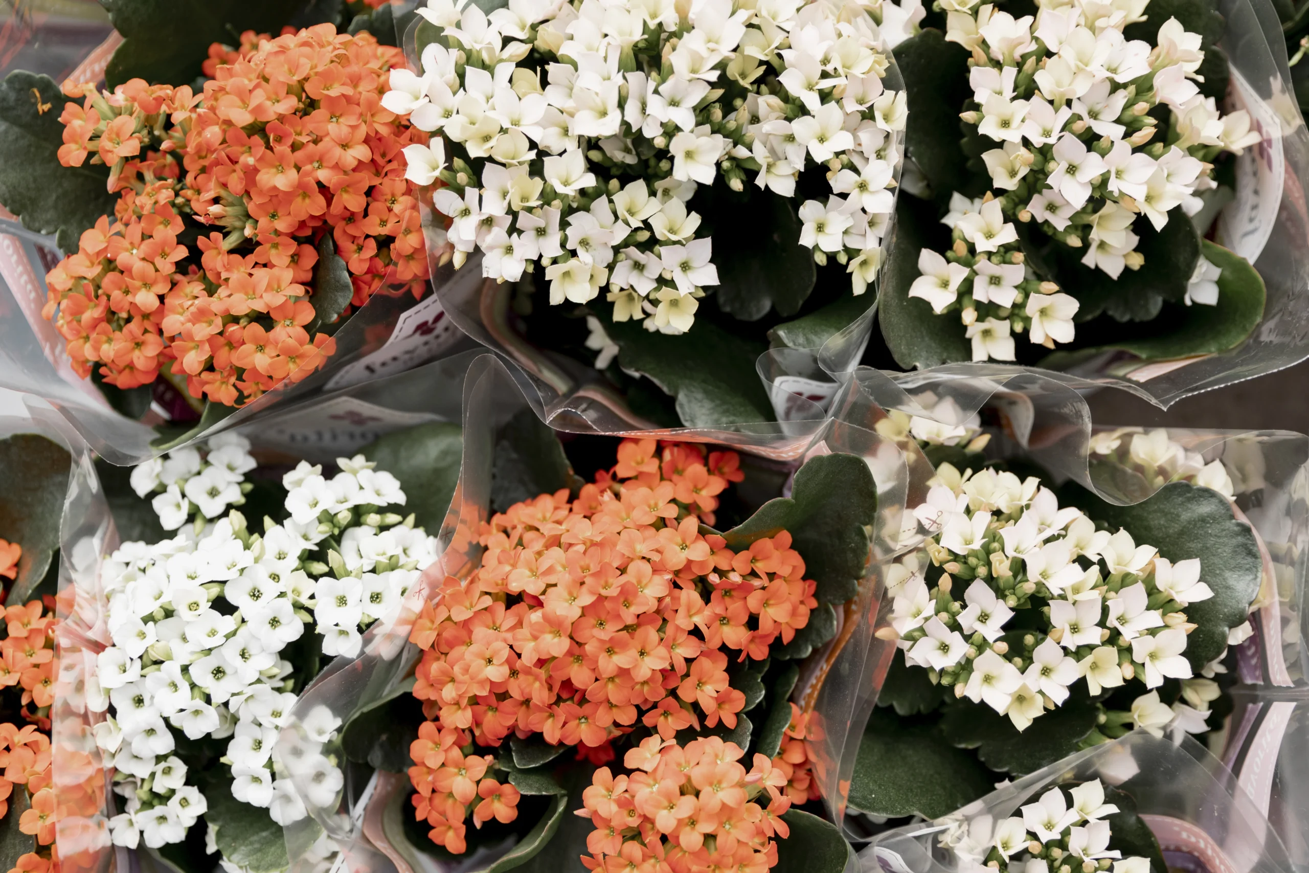 Kalanchoe