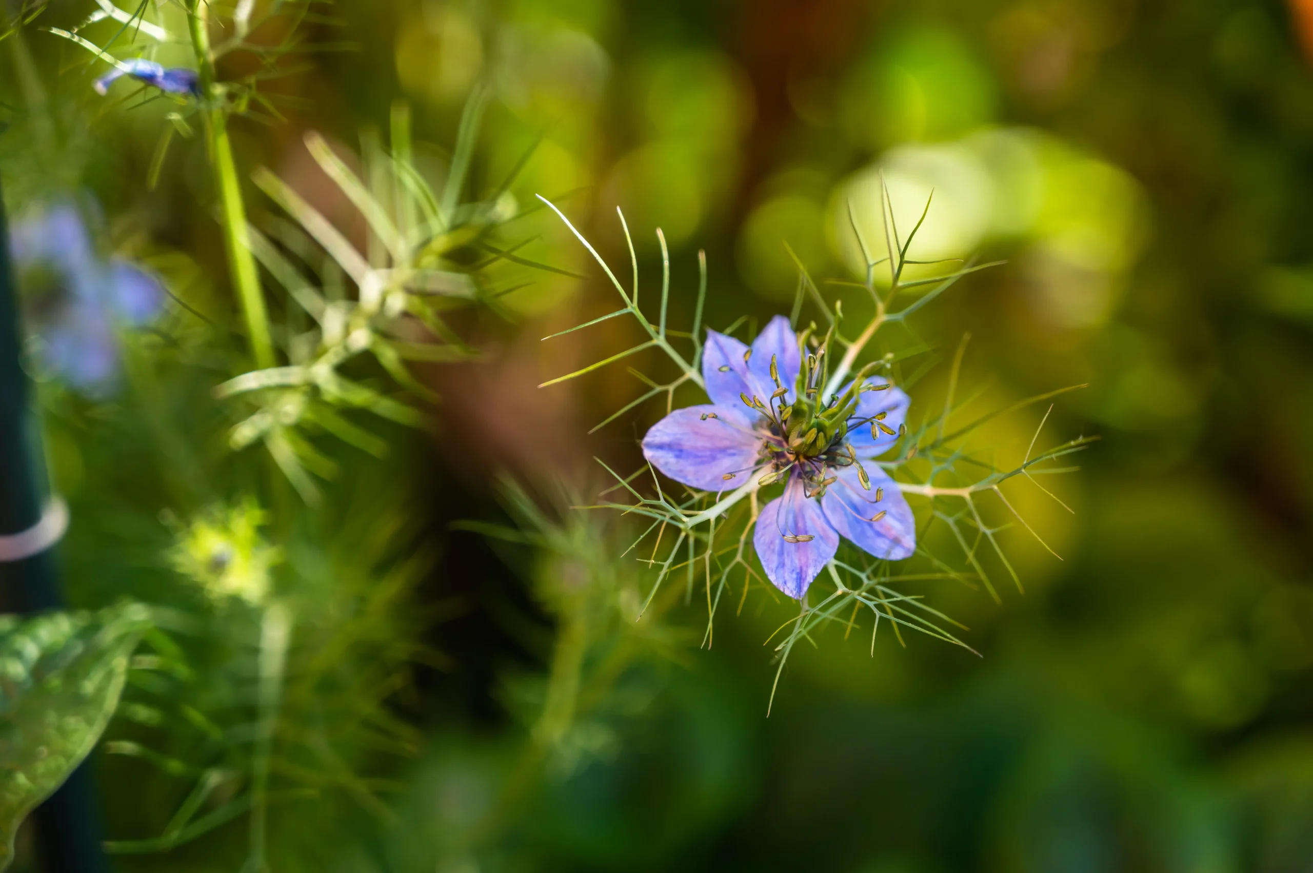 Nigella