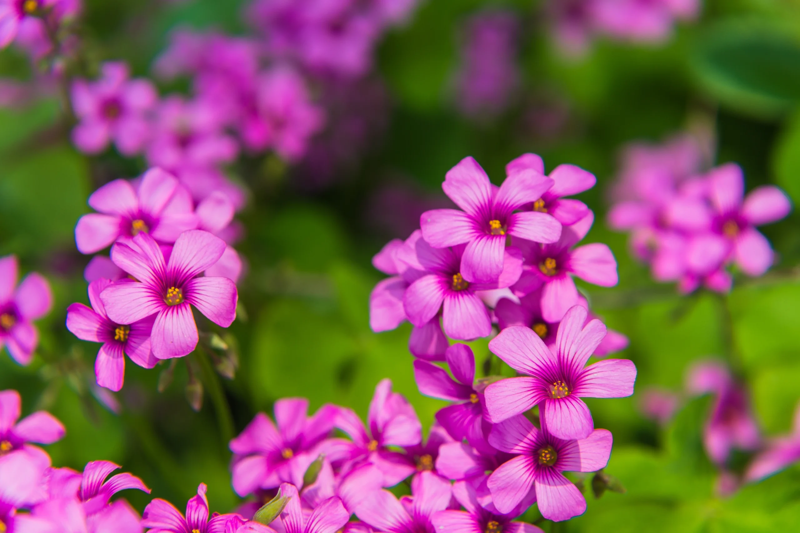 Phlox