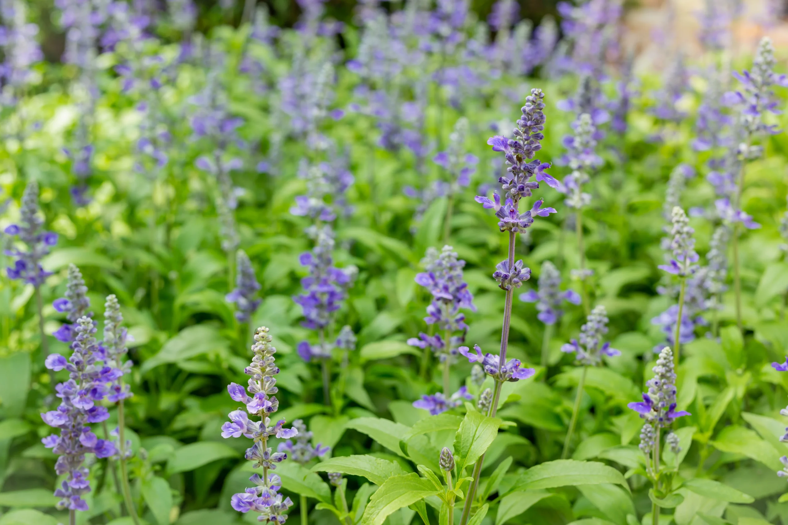 Salvia yangii