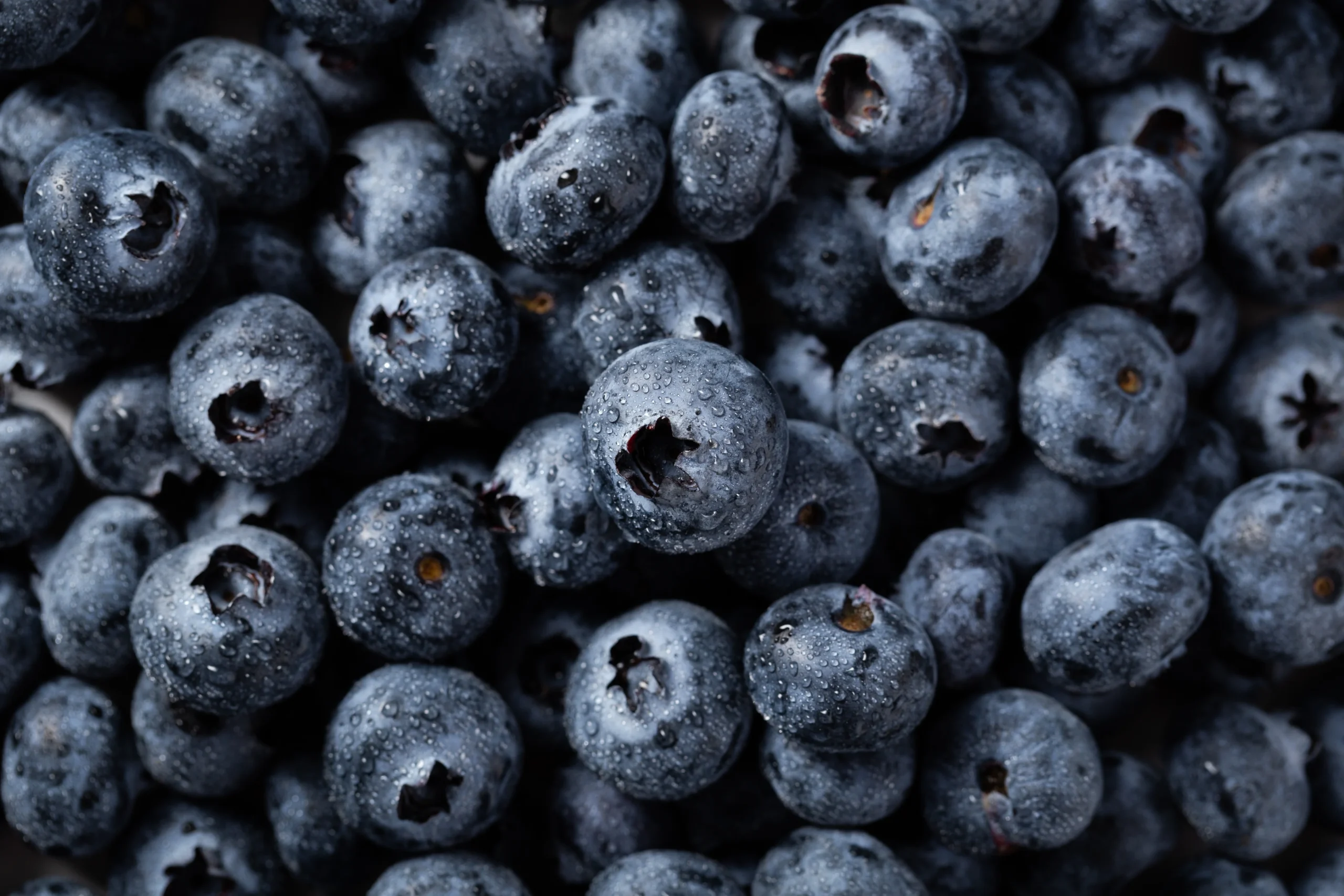 Arándanos - Blueberry