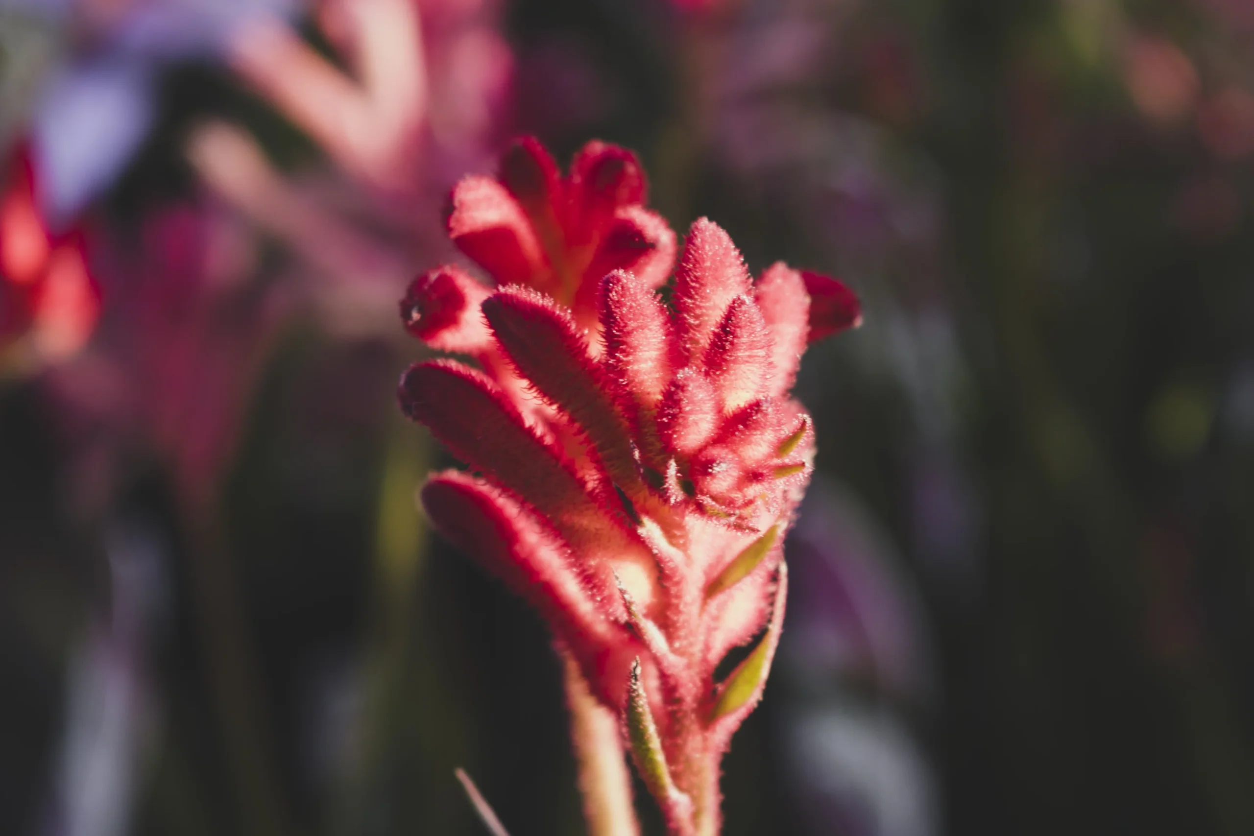 Anigozanthos flavidus  – Pata de canguro