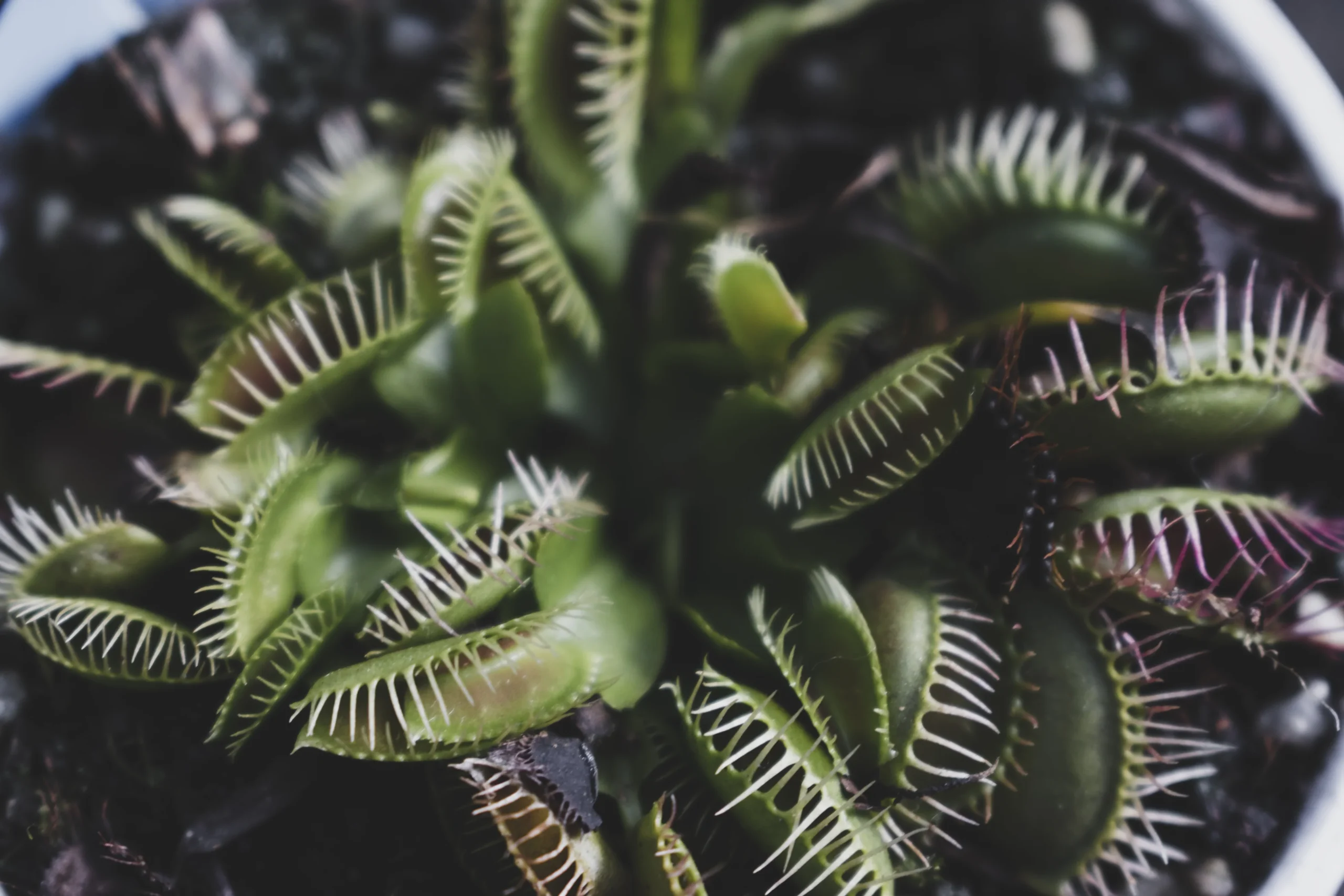 Dionaea muscipula - Planta carnívora