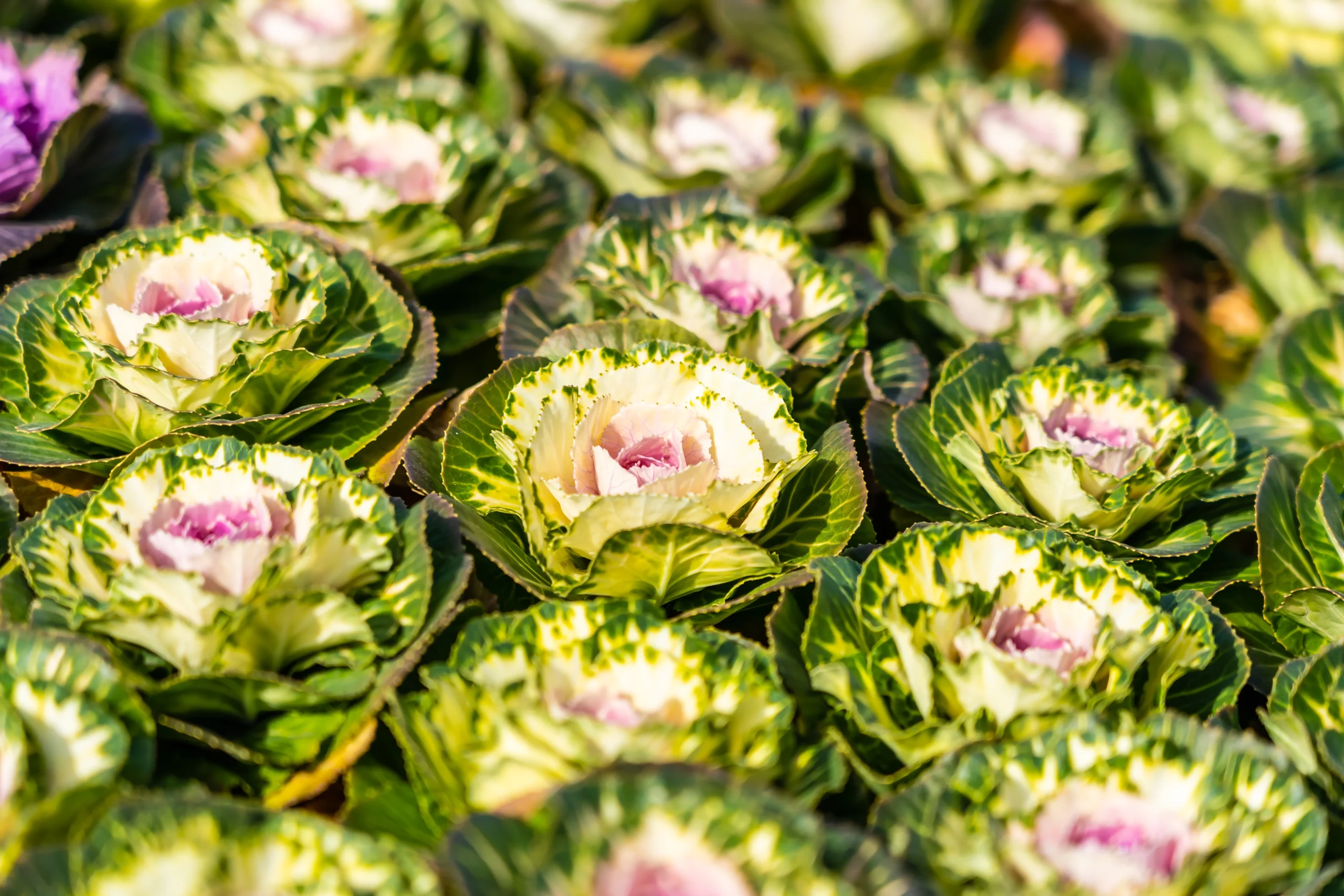 Brassica oleracea - Col rizada