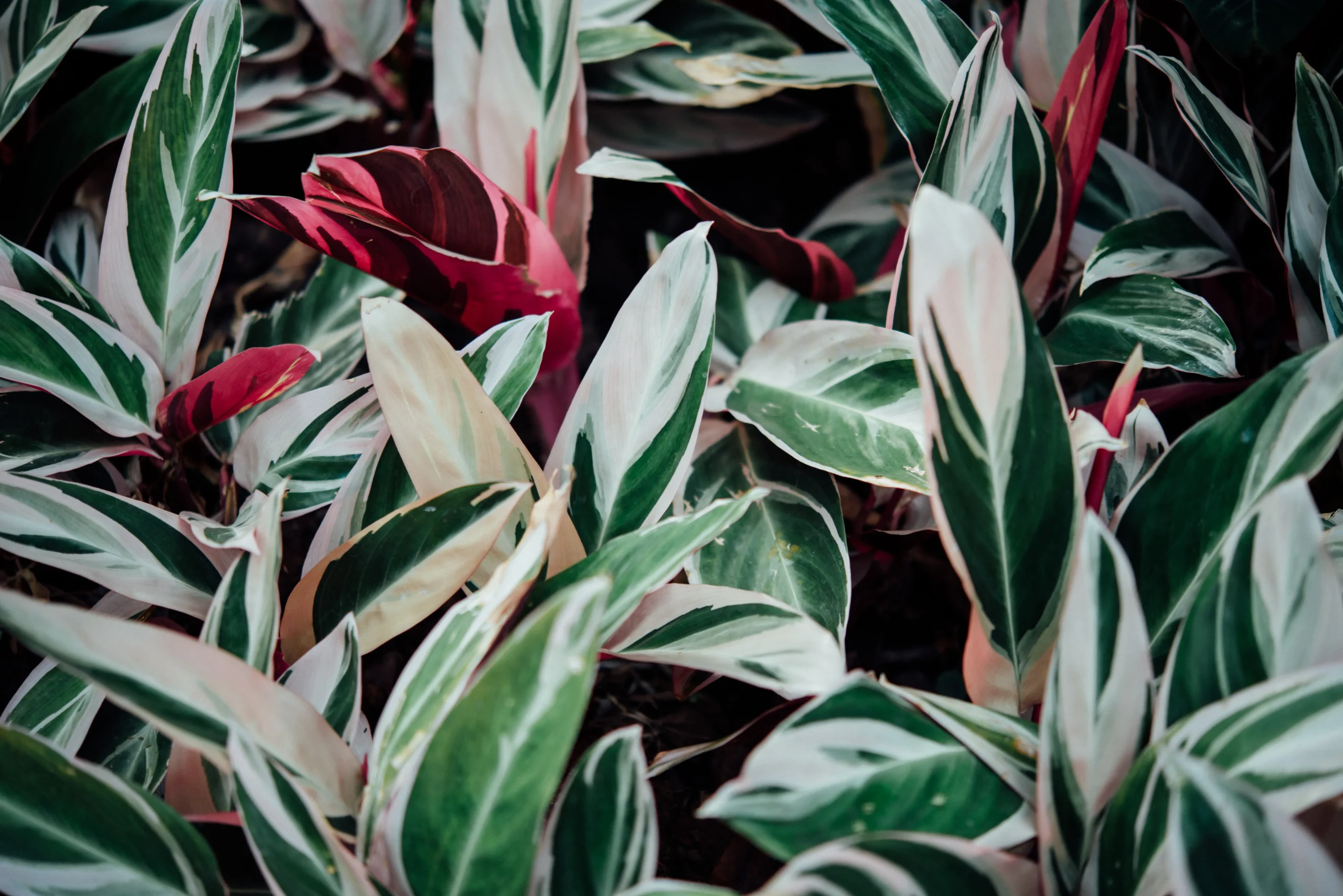 Calathea Stromanthe