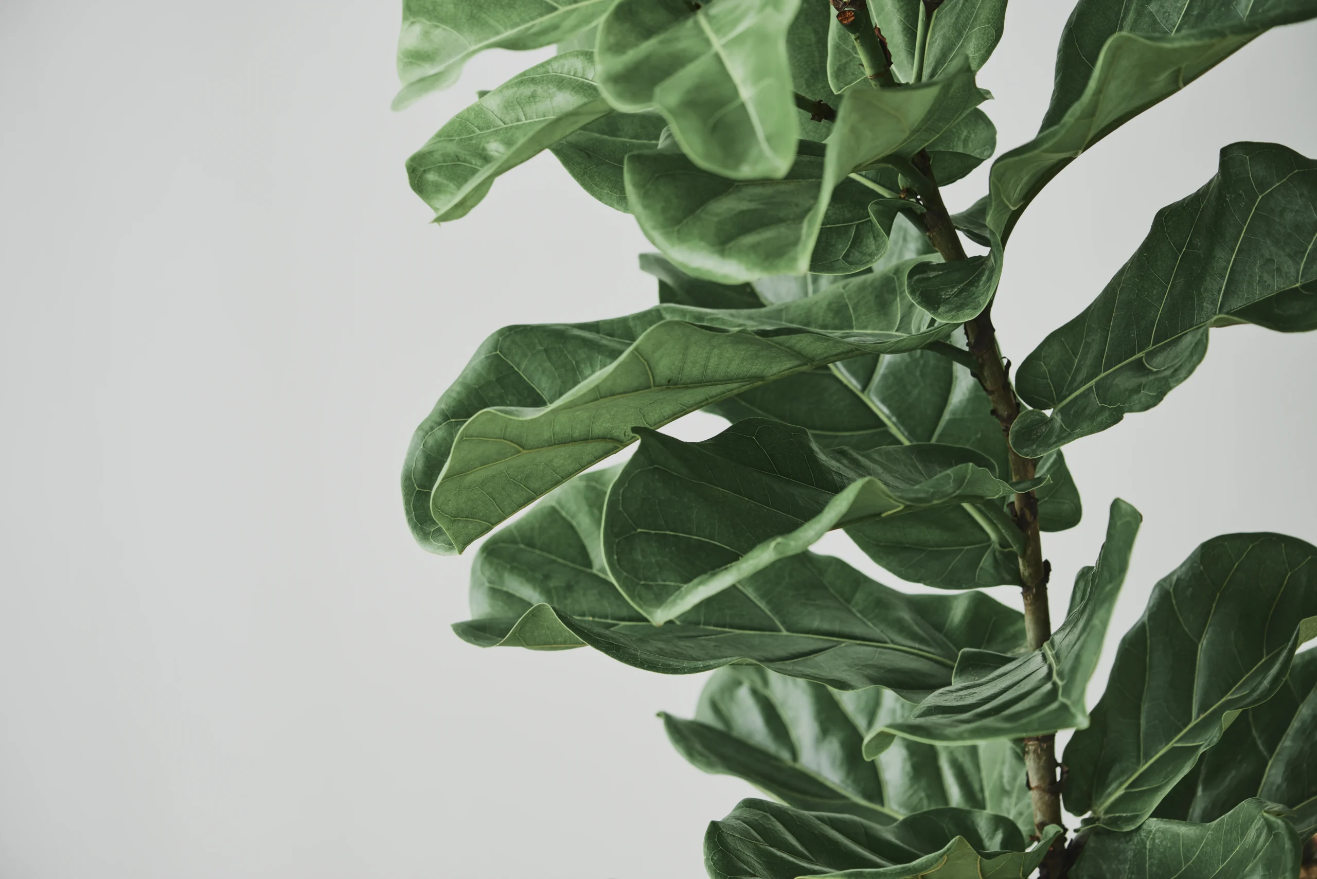 Higuera hoja de violín – Ficus lyrata