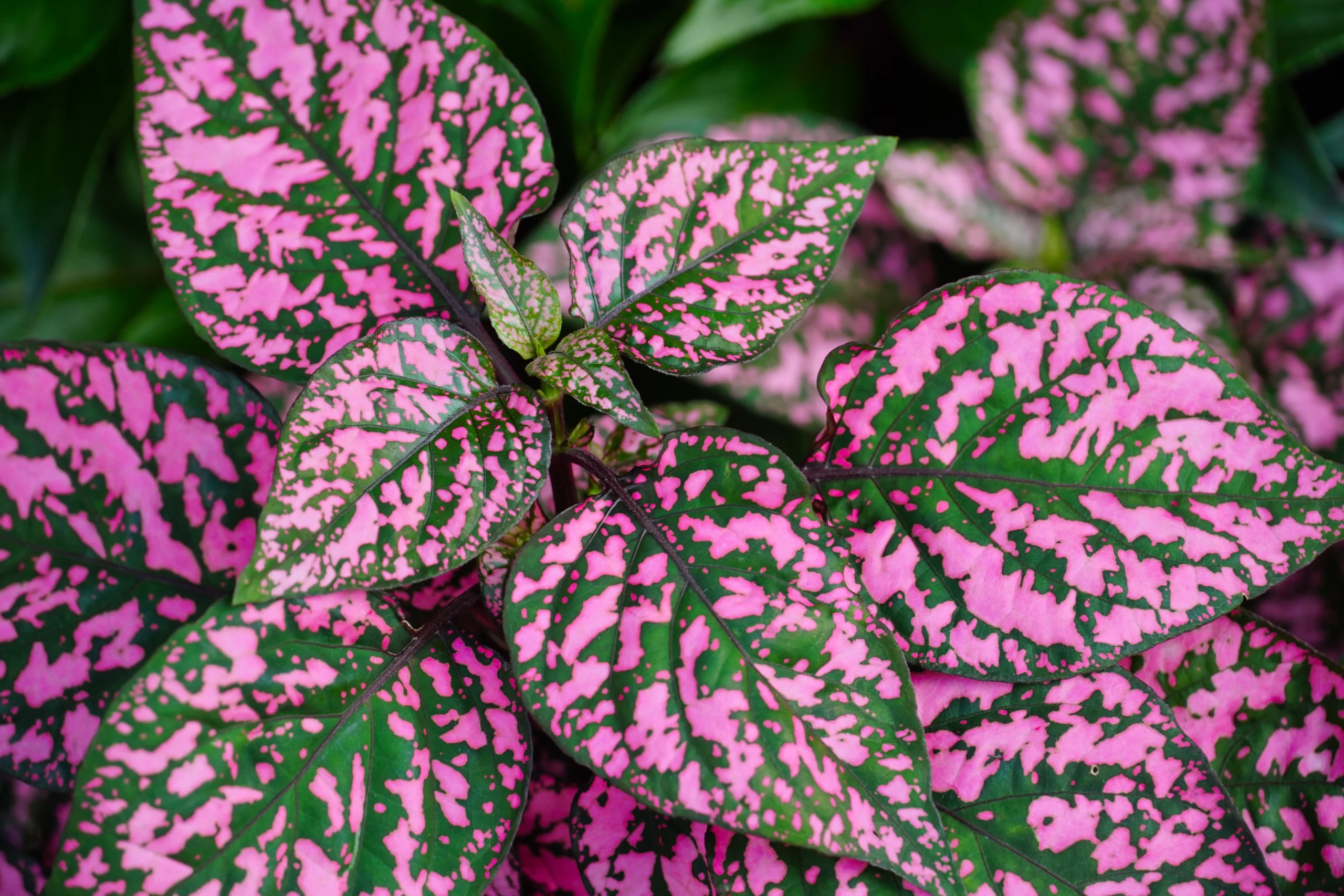 Hypoestes phyllostachya