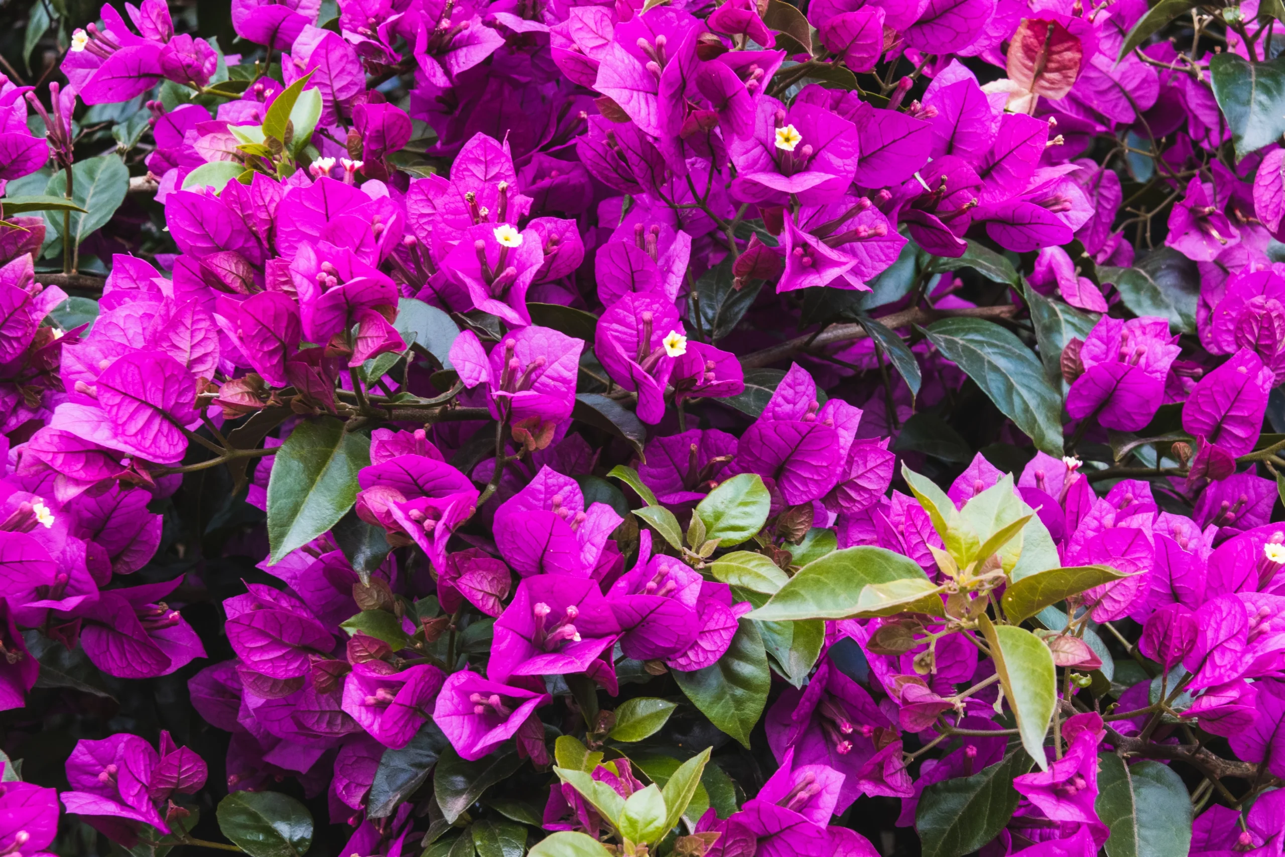 Bougainvillea glabra