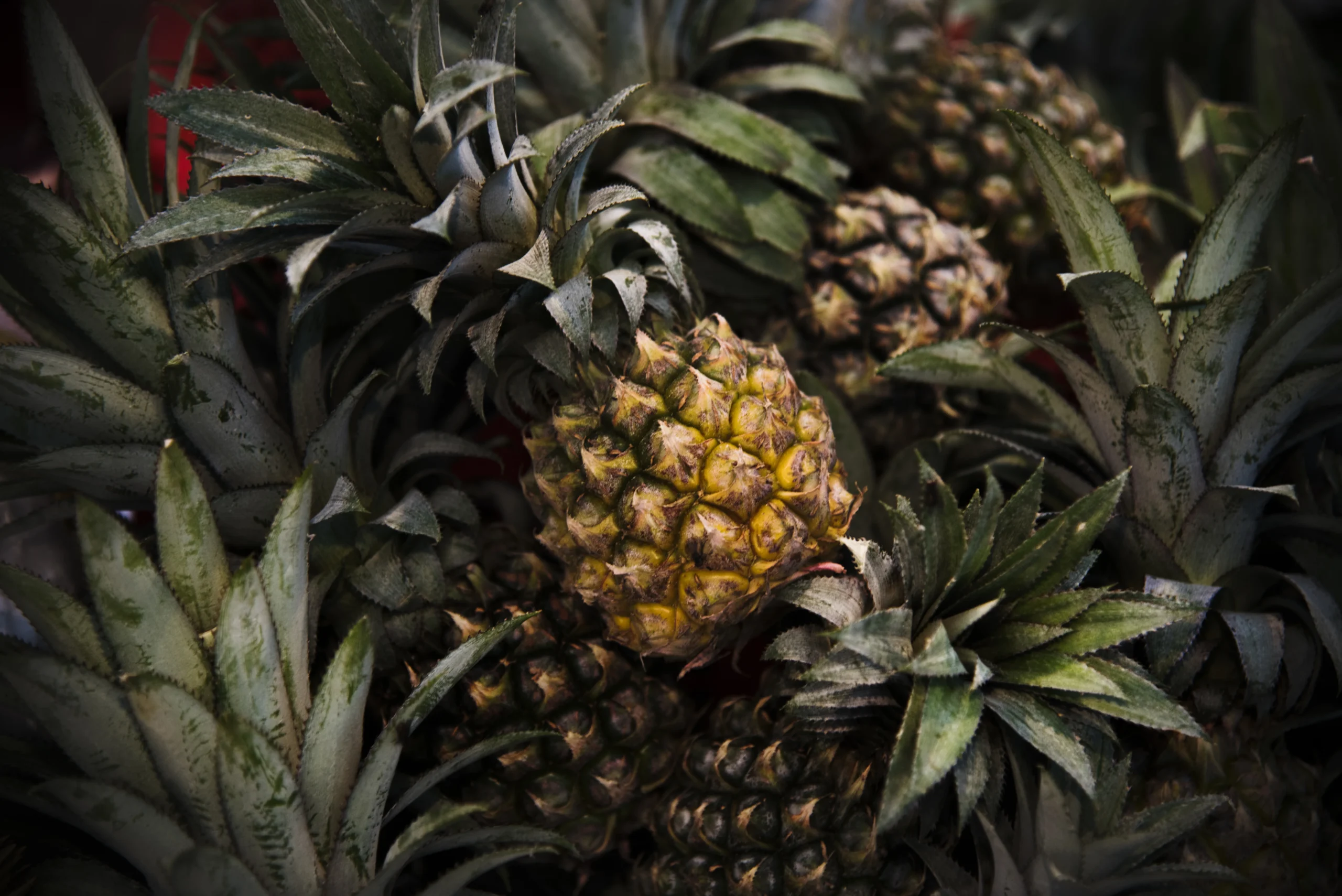 Piña